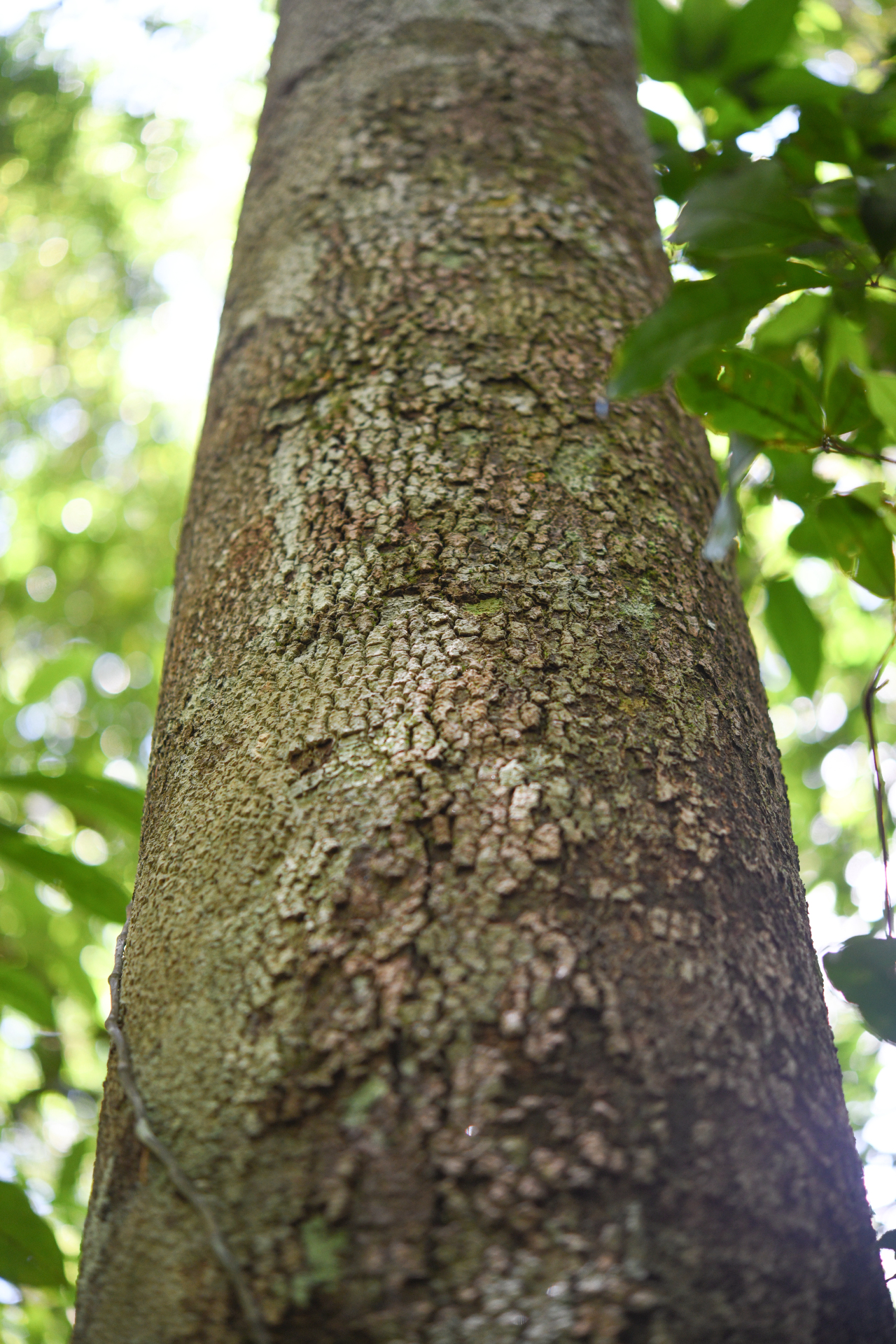 Hymenopus macrophyllus (Benth.) Sothers & Prance - Photo Bivouac Naturaliste