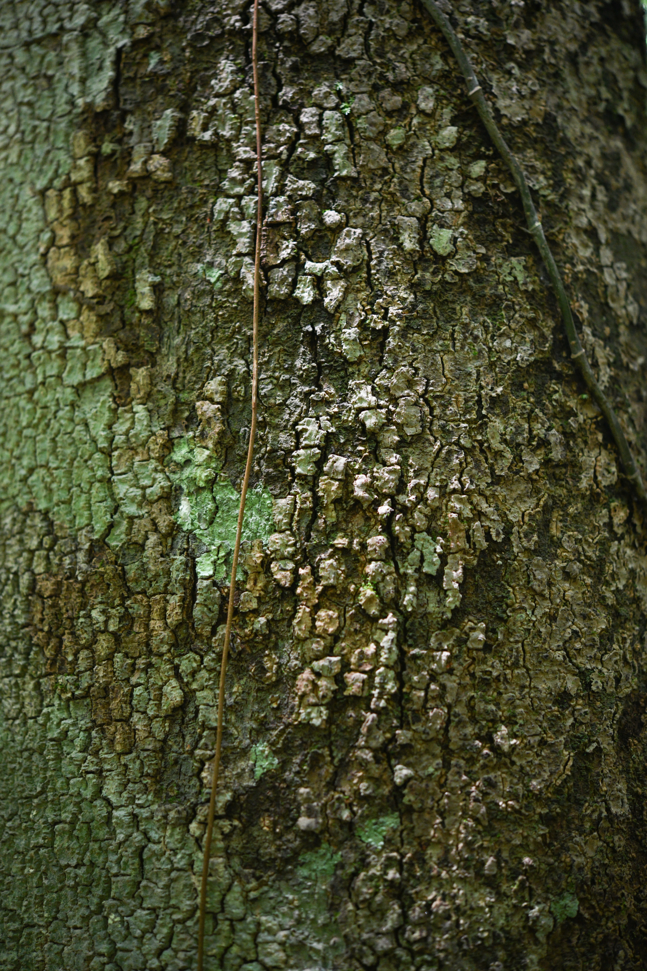 Hymenopus macrophyllus (Benth.) Sothers & Prance - Photo Bivouac Naturaliste