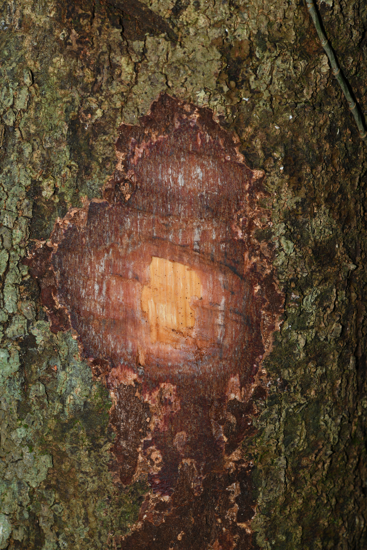Hymenopus macrophyllus (Benth.) Sothers & Prance - Photo Bivouac Naturaliste