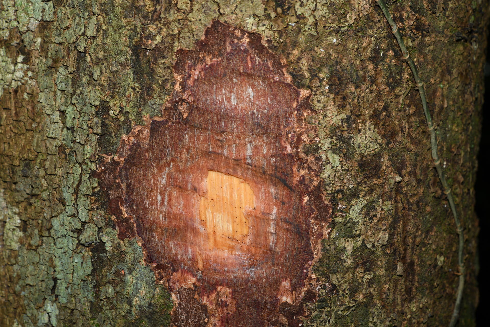 Hymenopus macrophyllus (Benth.) Sothers & Prance - Photo Bivouac Naturaliste