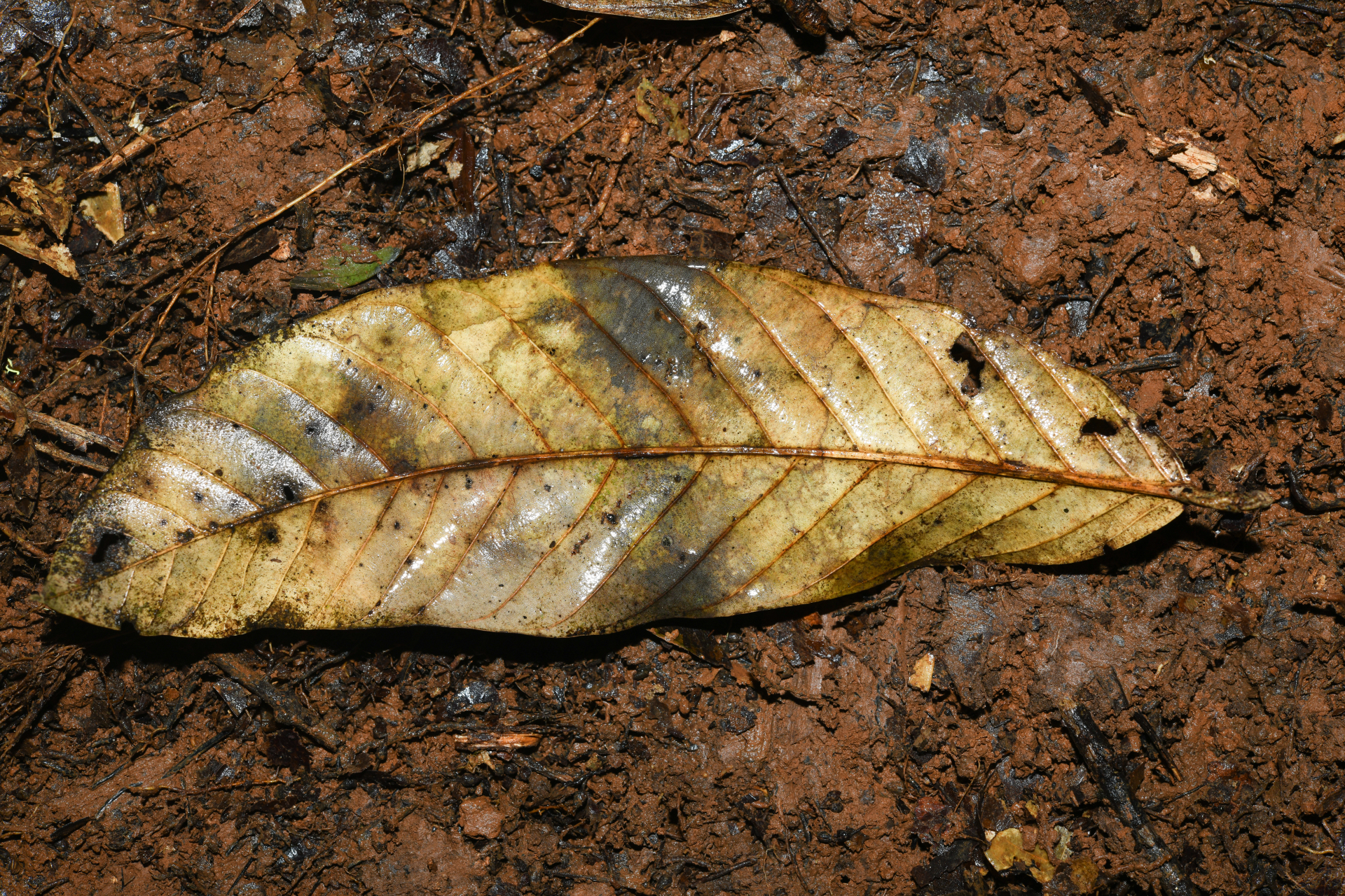 Hymenopus macrophyllus (Benth.) Sothers & Prance - Photo Bivouac Naturaliste