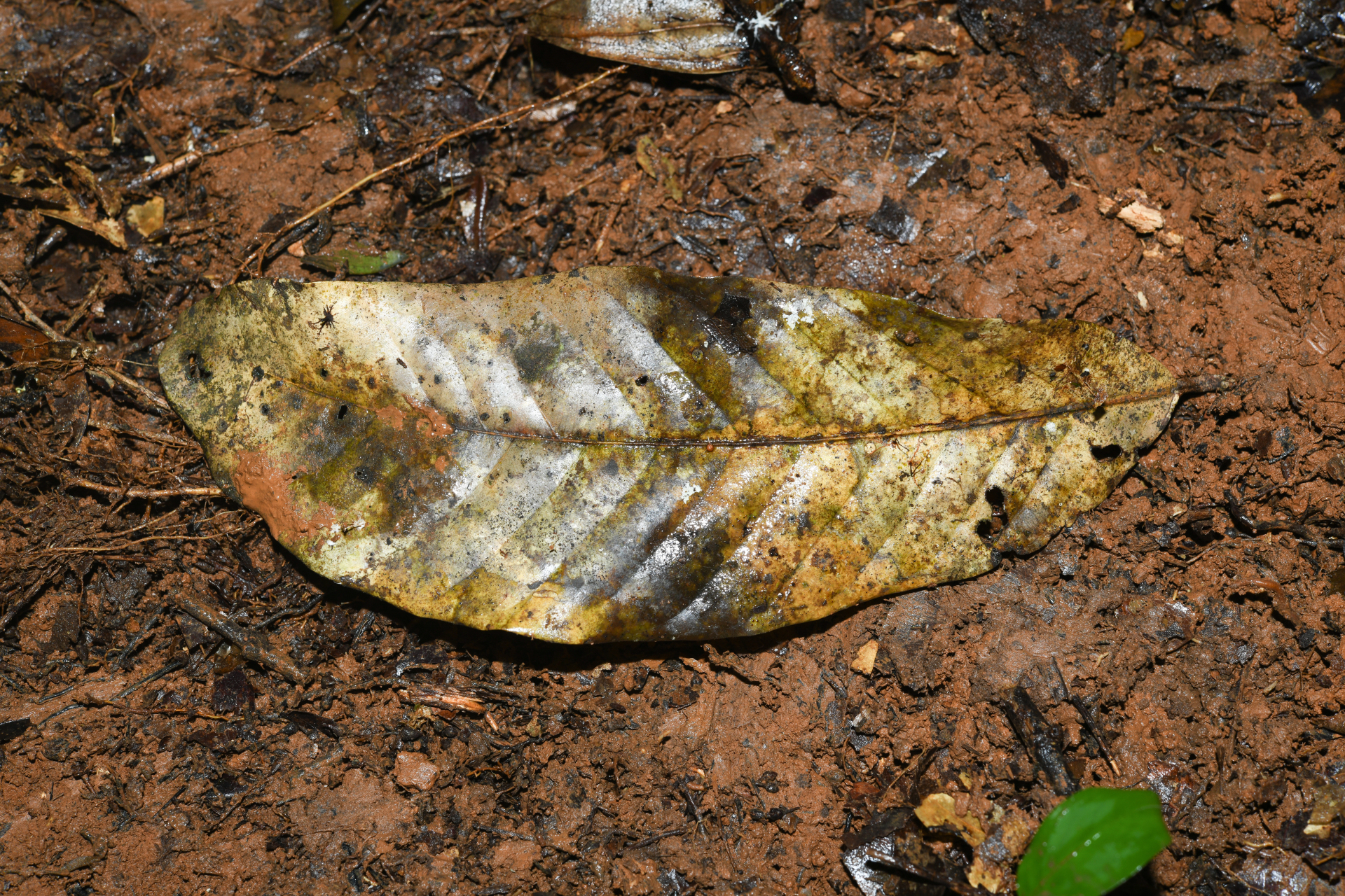 Hymenopus macrophyllus (Benth.) Sothers & Prance - Photo Bivouac Naturaliste