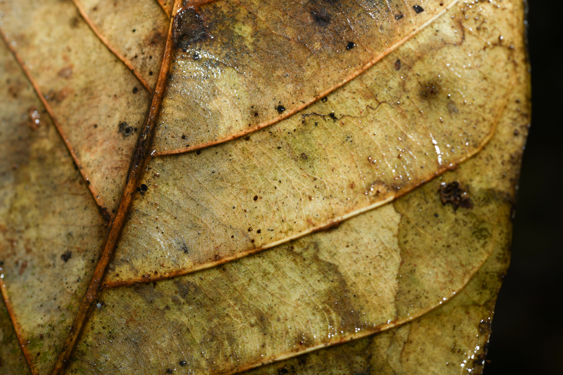 Hymenopus macrophyllus (Benth.) Sothers & Prance - Photo Bivouac Naturaliste