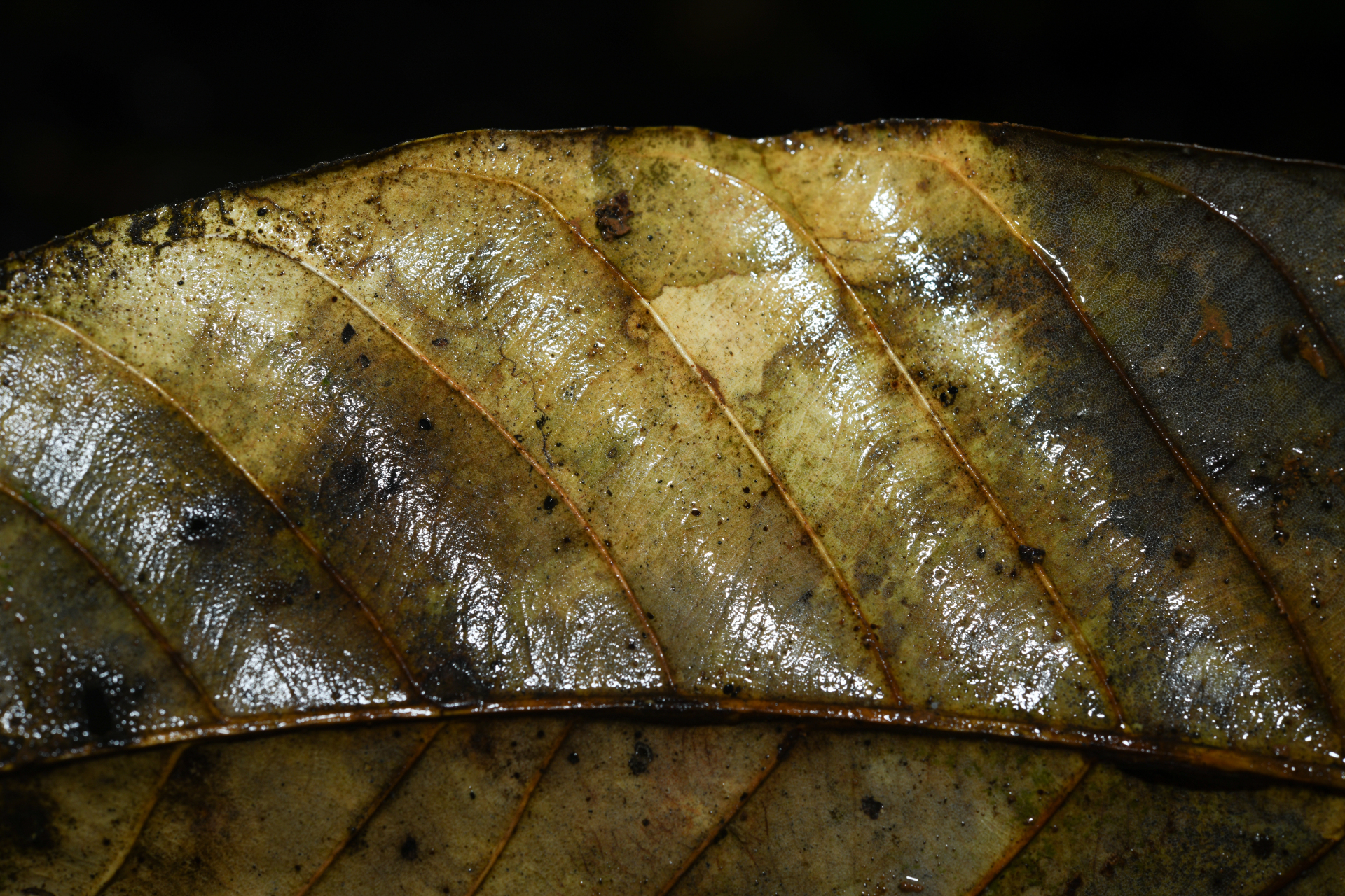 Hymenopus macrophyllus (Benth.) Sothers & Prance - Photo Bivouac Naturaliste