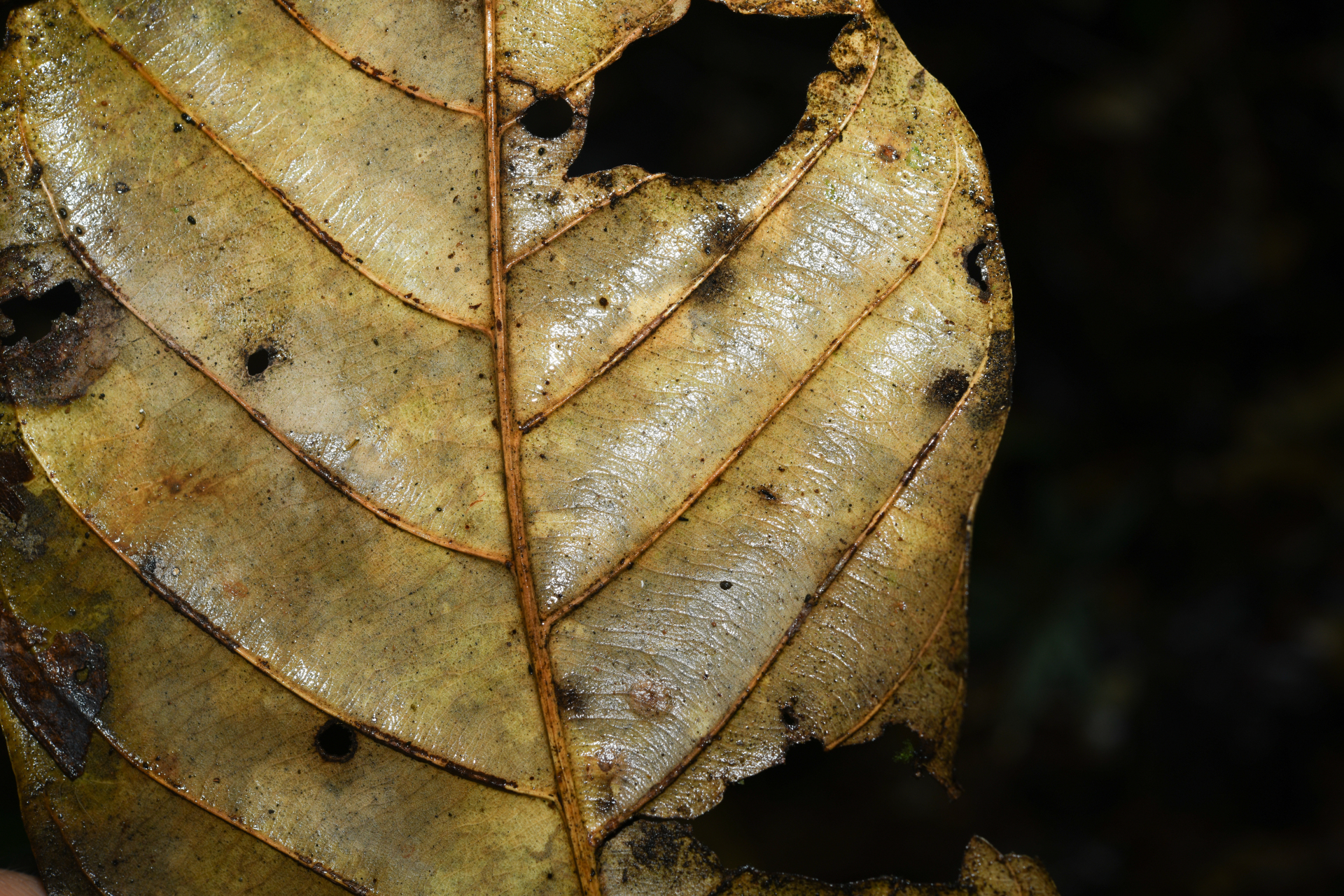 Hymenopus macrophyllus (Benth.) Sothers & Prance - Photo Bivouac Naturaliste