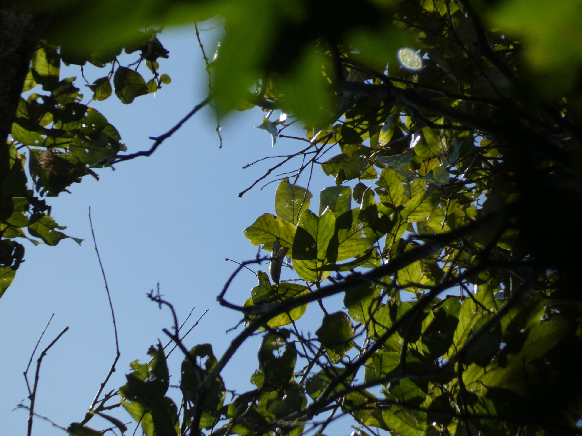 Hymenopus macrophyllus (Benth.) Sothers & Prance - Photo Bivouac Naturaliste