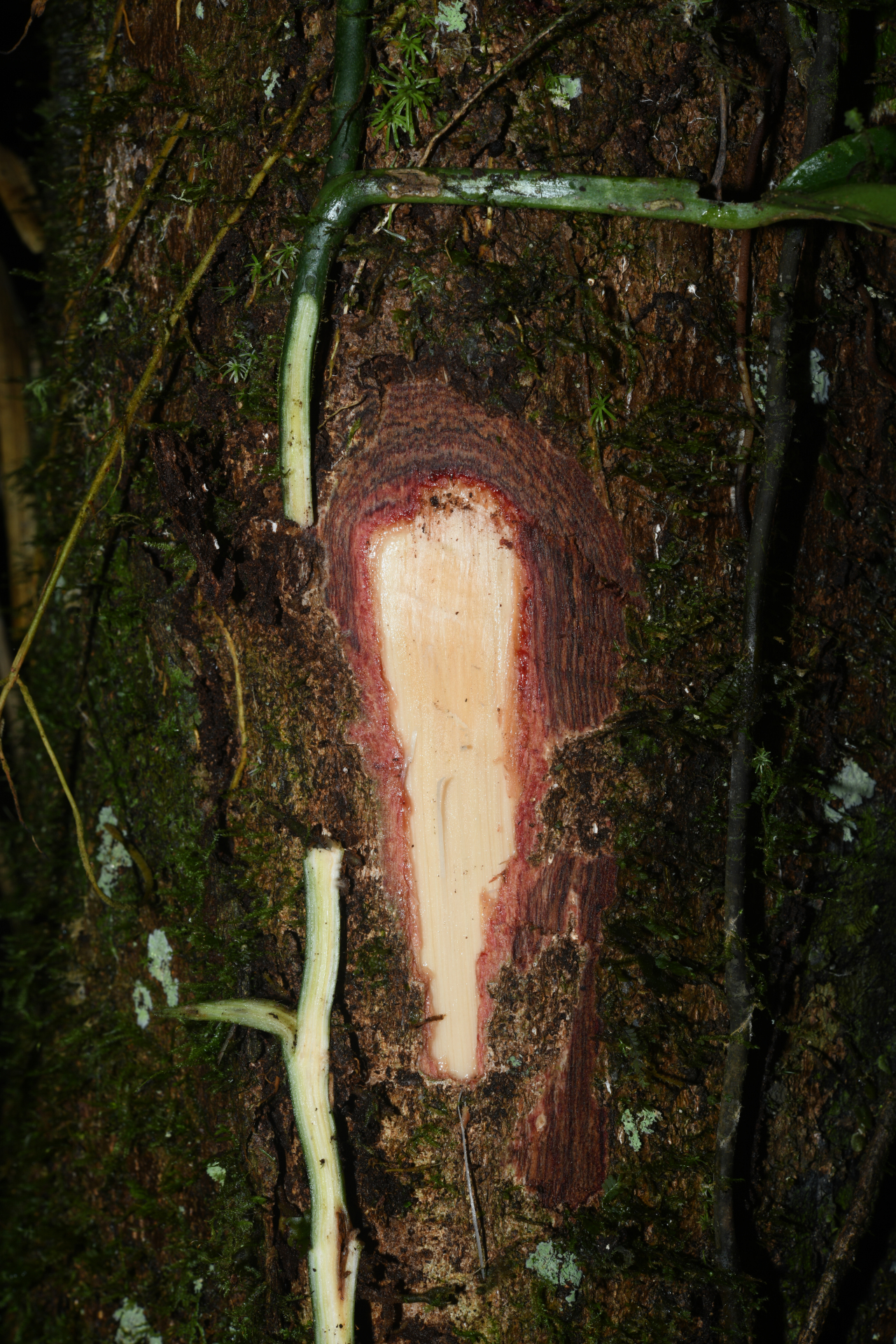 Hymenopus heteromorphus (Benth.) Sothers & Prance - Photo Bivouac Naturaliste