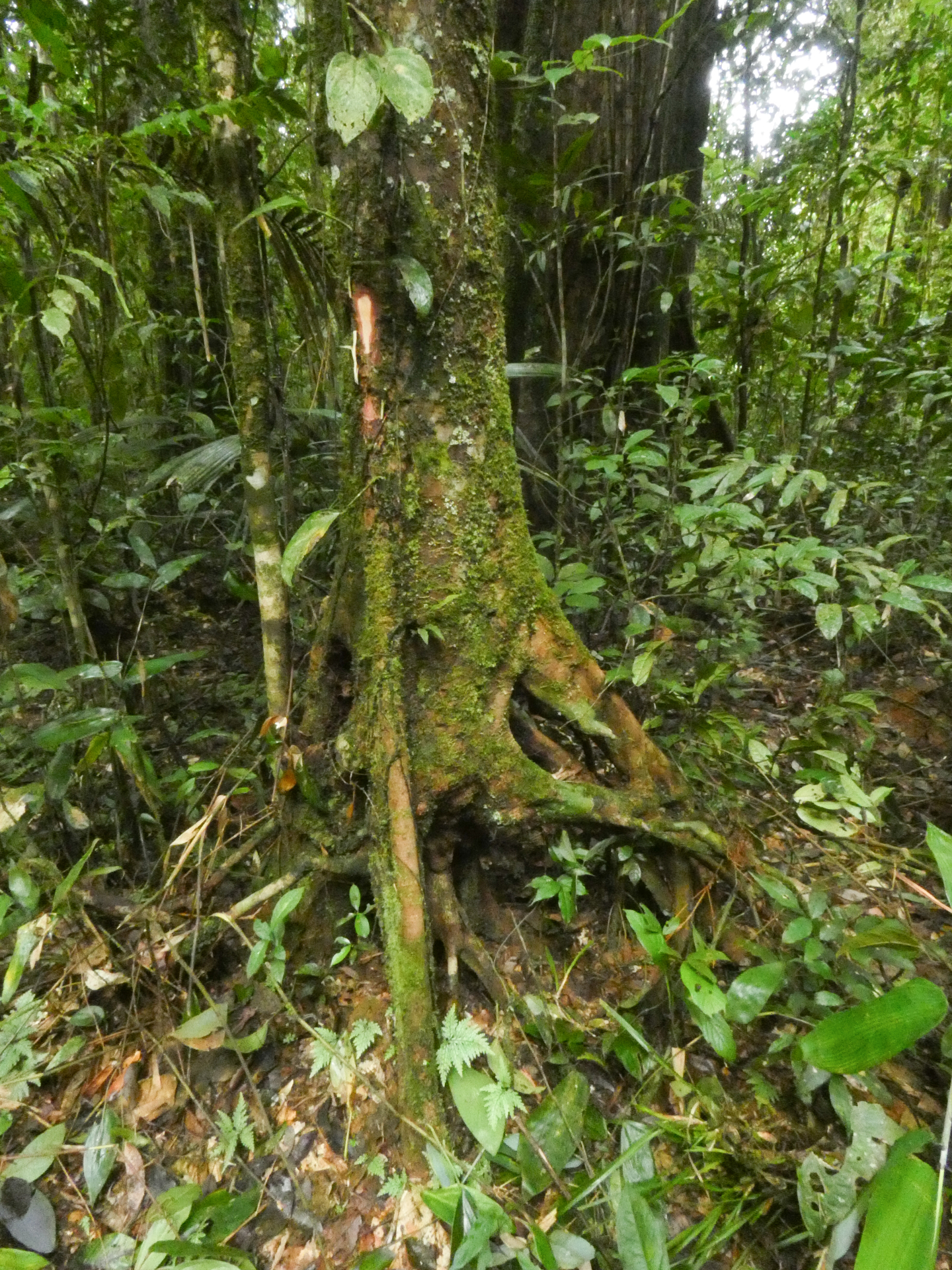 Hymenopus heteromorphus (Benth.) Sothers & Prance - Photo Bivouac Naturaliste