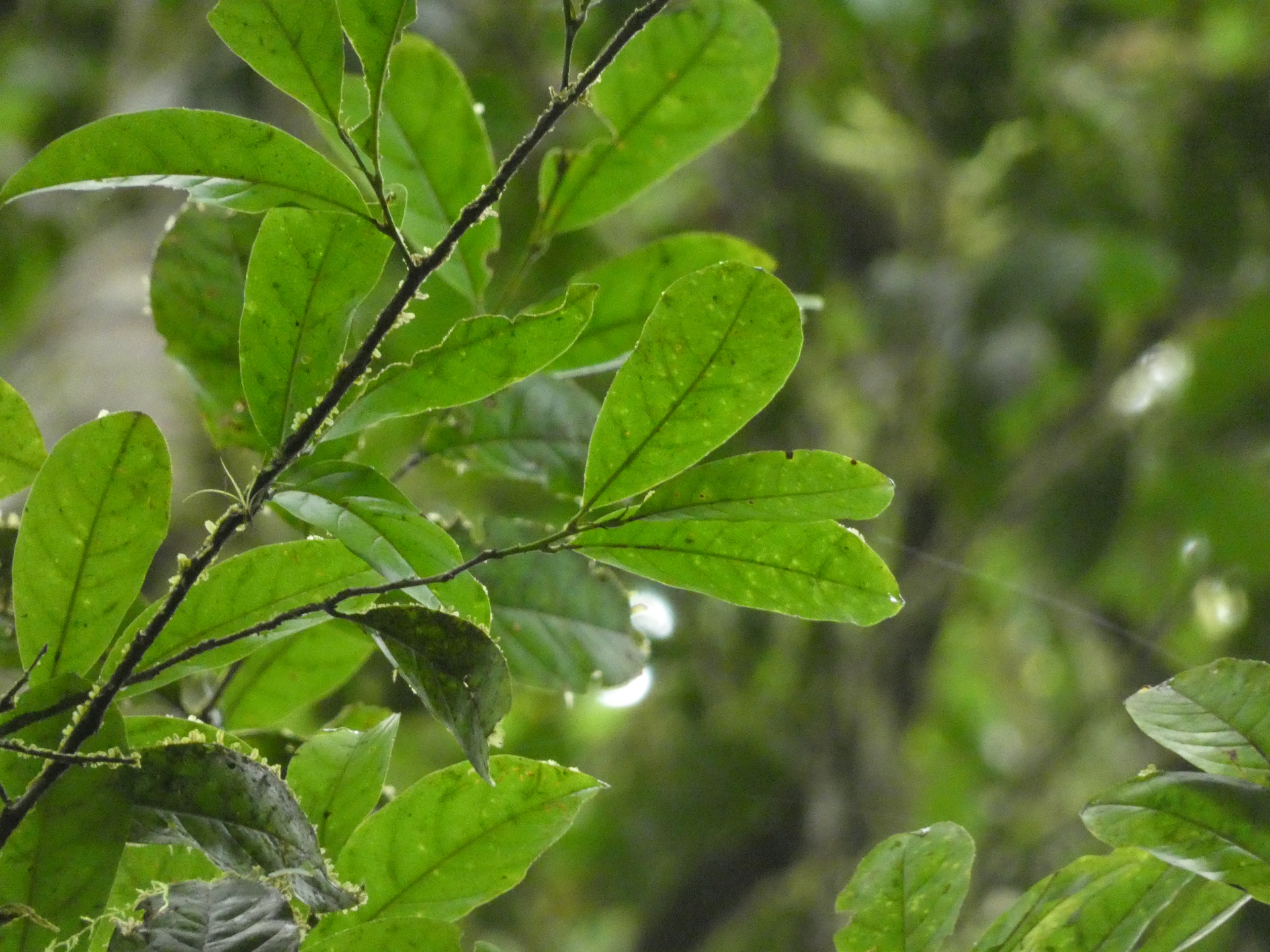 Hymenopus heteromorphus (Benth.) Sothers & Prance - Photo Bivouac Naturaliste
