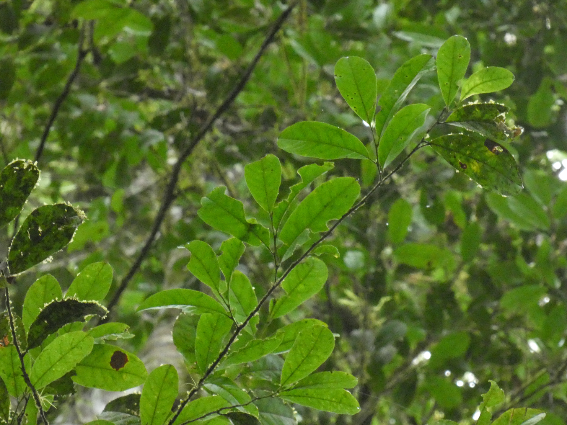 Hymenopus heteromorphus (Benth.) Sothers & Prance - Photo Bivouac Naturaliste