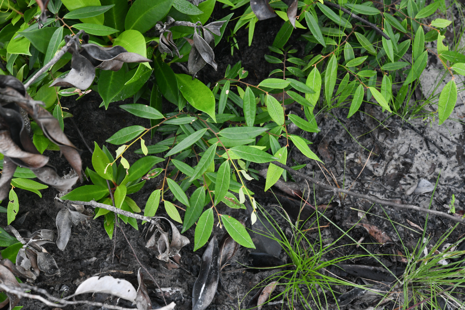 Licania parviflora Benth. - Photo Bivouac Naturaliste