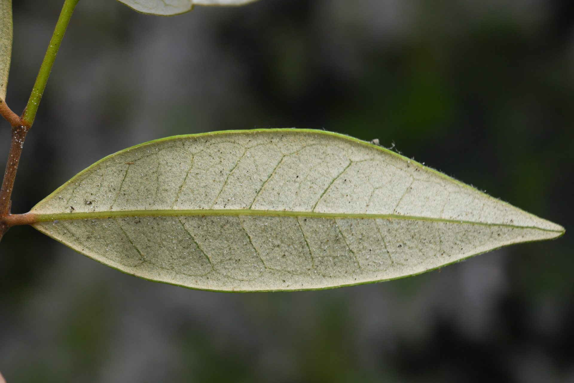Licania parviflora Benth. - Photo Bivouac Naturaliste