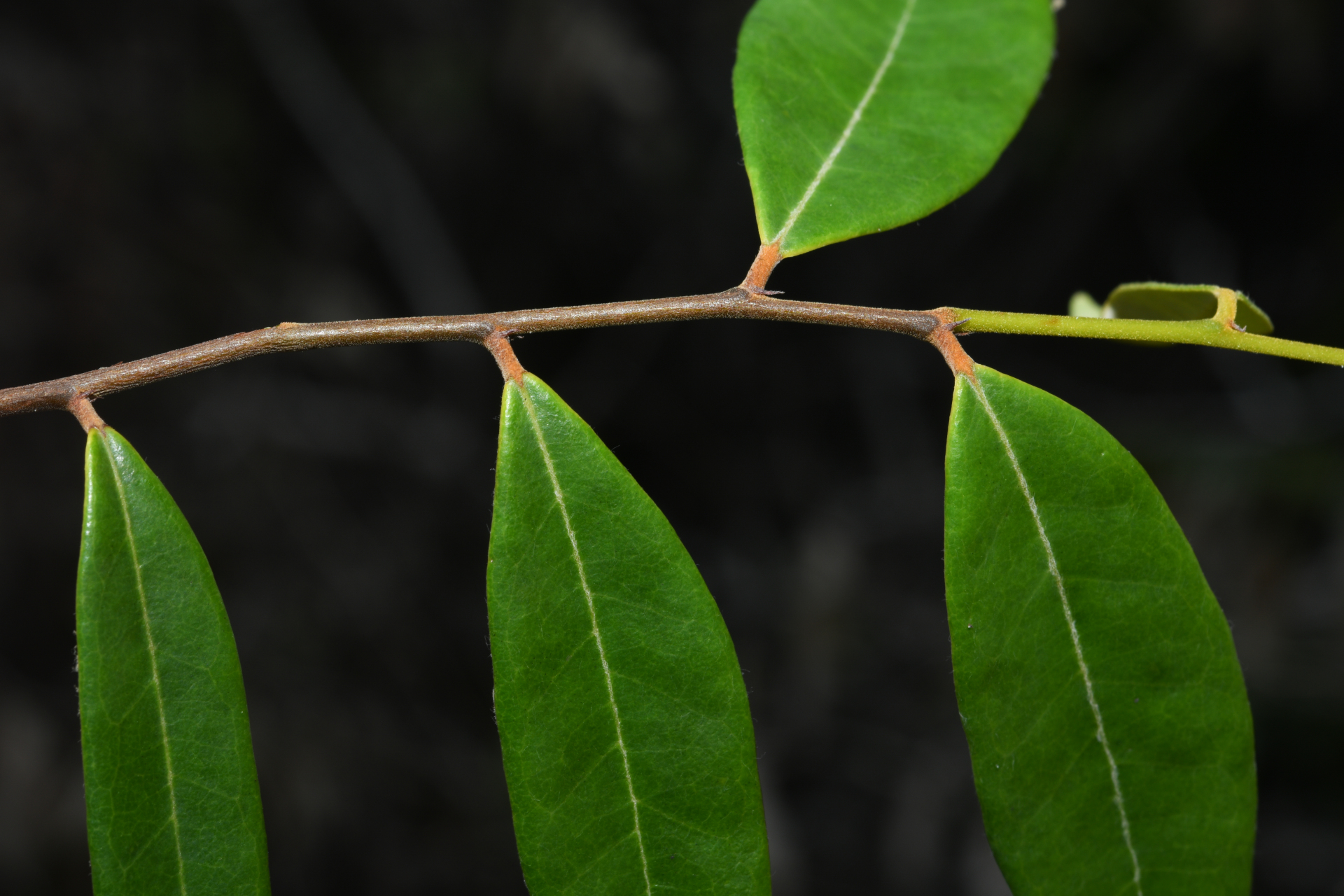 Licania parviflora Benth. - Photo Bivouac Naturaliste