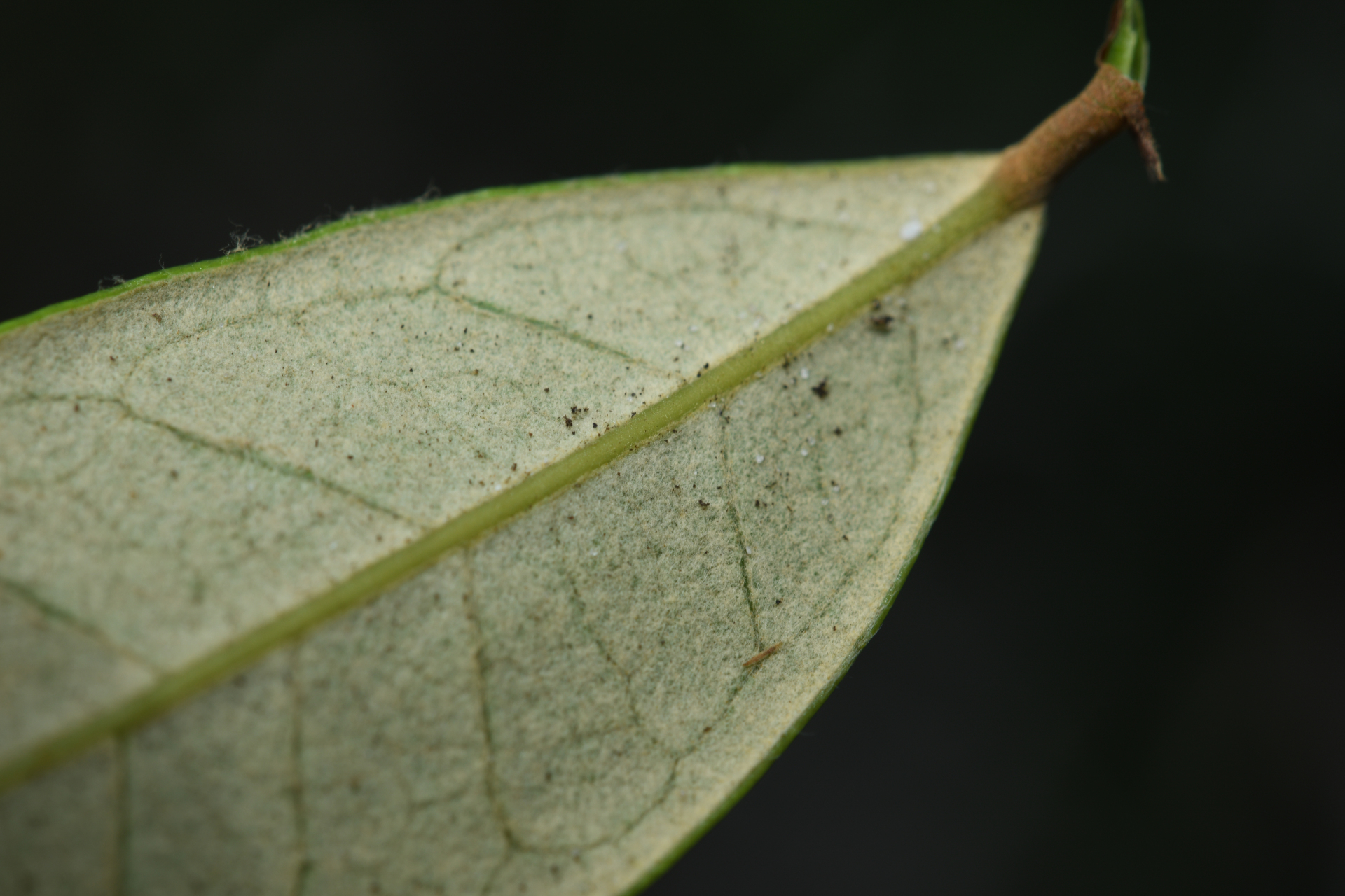 Licania parviflora Benth. - Photo Bivouac Naturaliste
