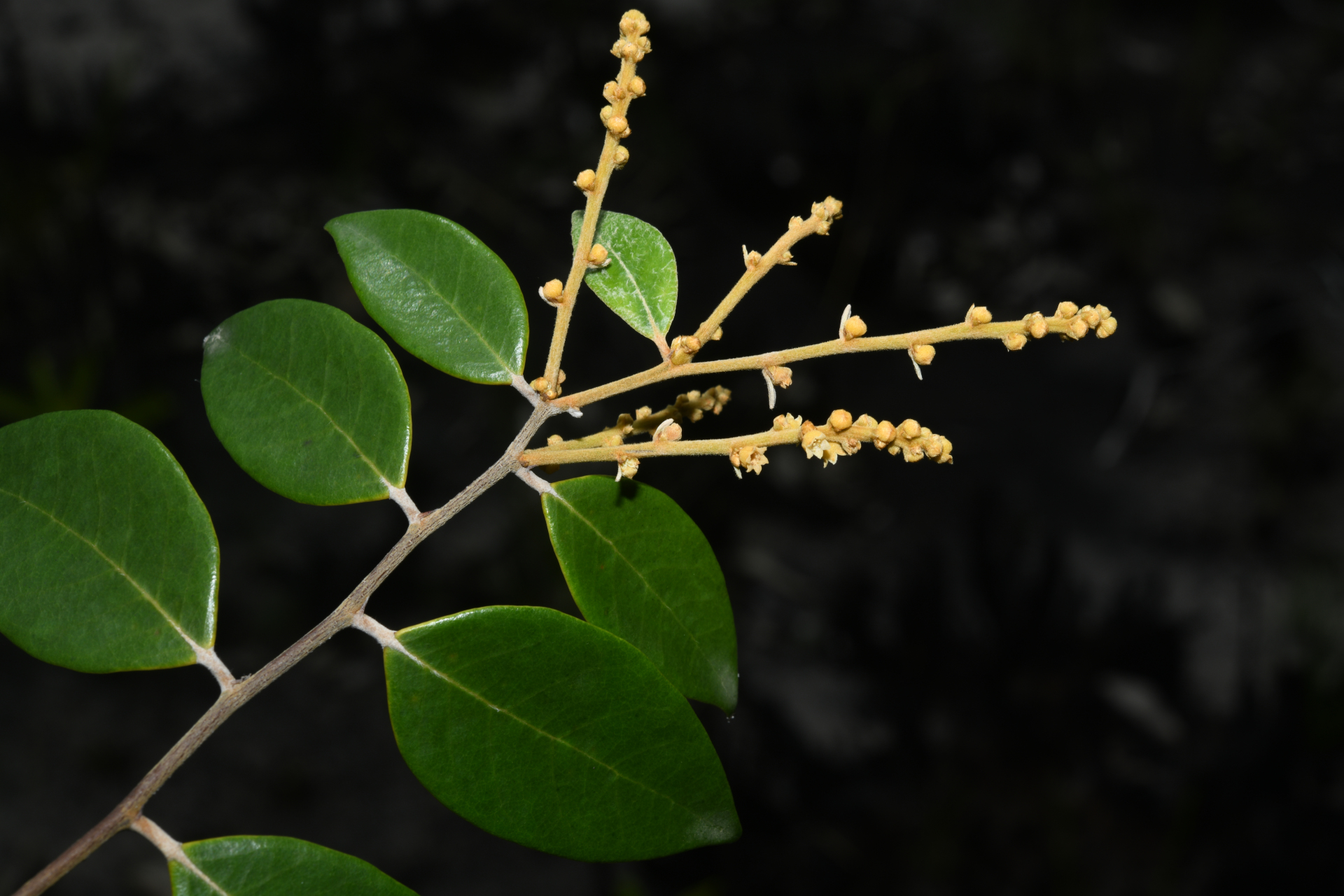 Licania parviflora Benth. - Photo Bivouac Naturaliste