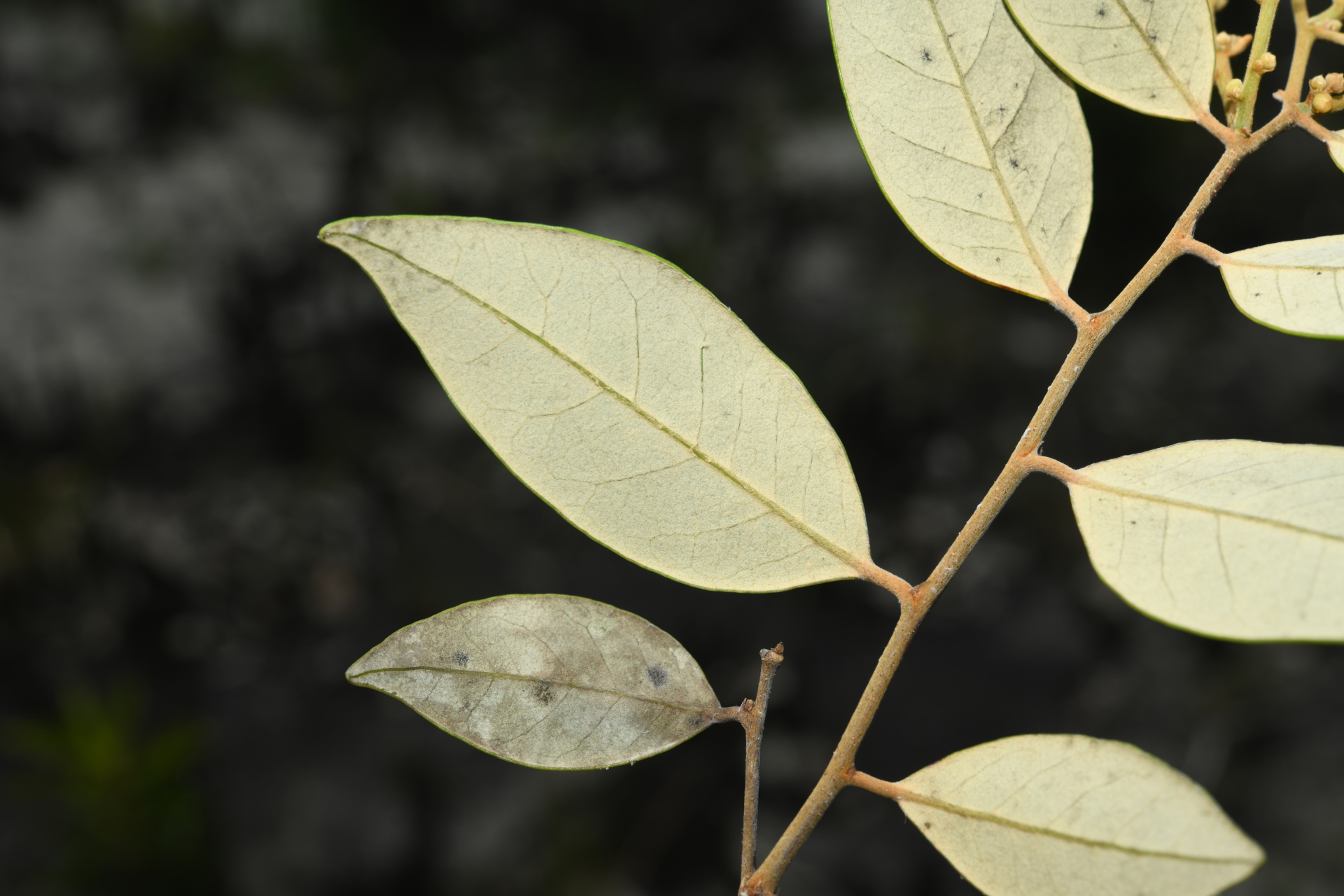 Licania parviflora Benth. - Photo Bivouac Naturaliste