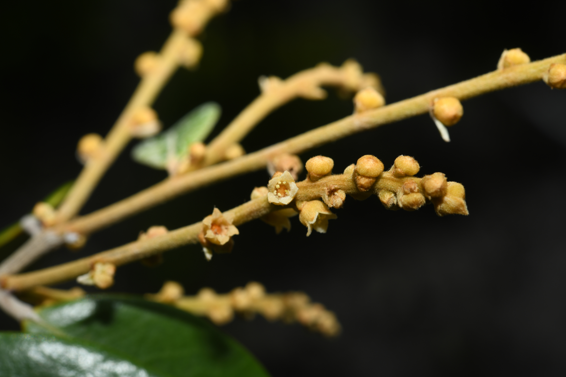 Licania parviflora Benth. - Photo Bivouac Naturaliste