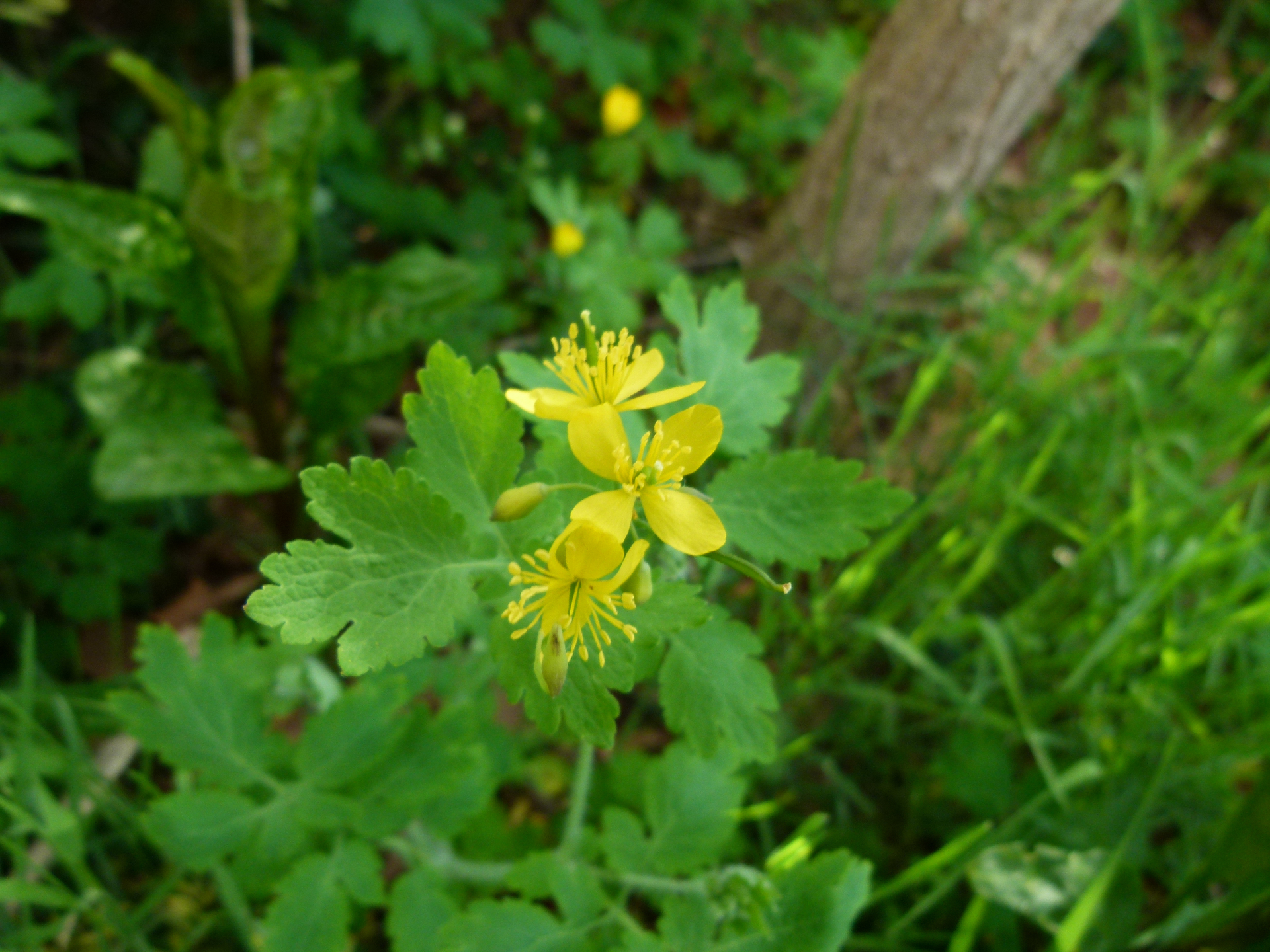 Chelidonium majus subsp. majus - Photo Bivouac Naturaliste