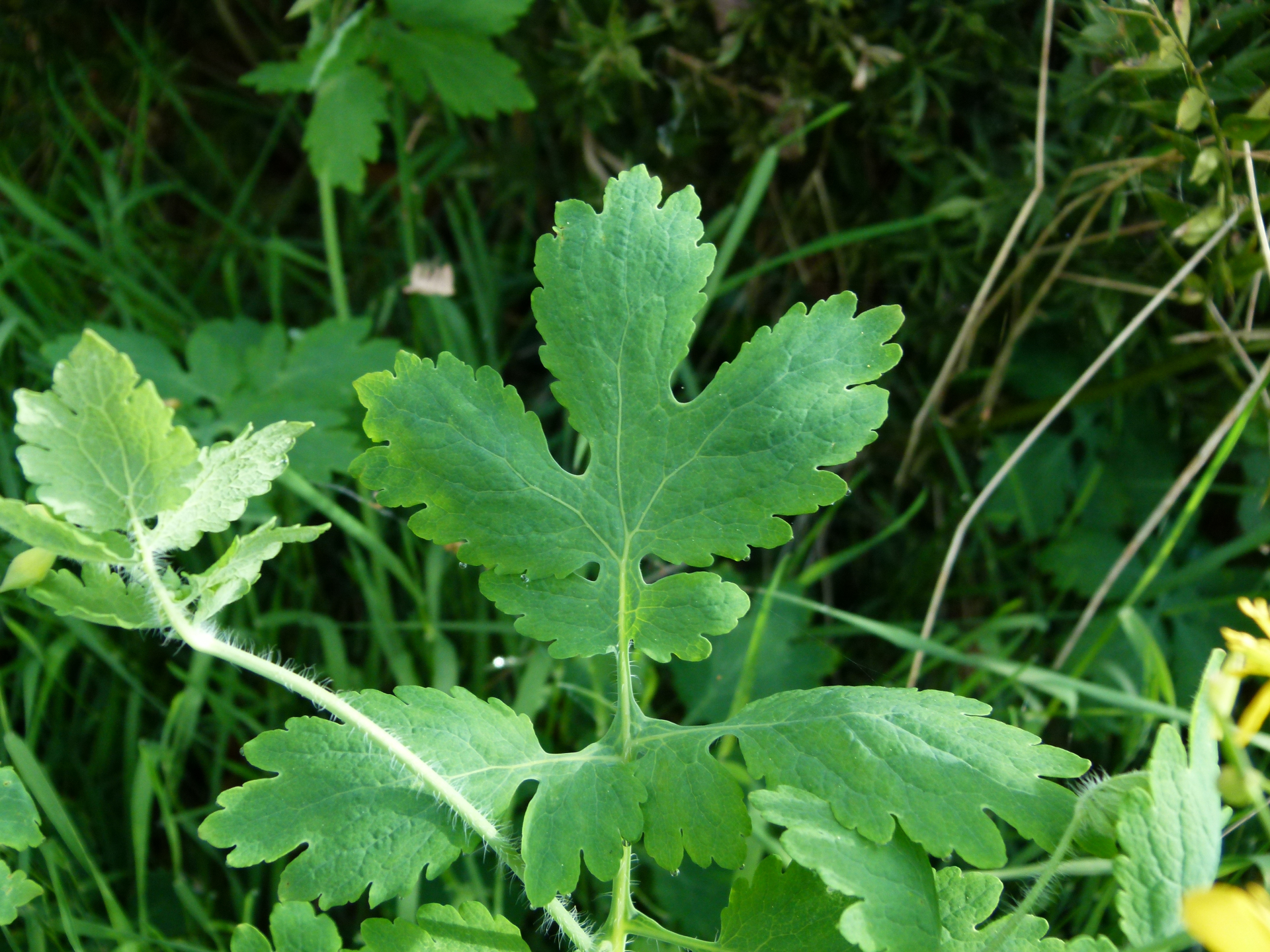 Chelidonium majus subsp. majus - Photo Bivouac Naturaliste