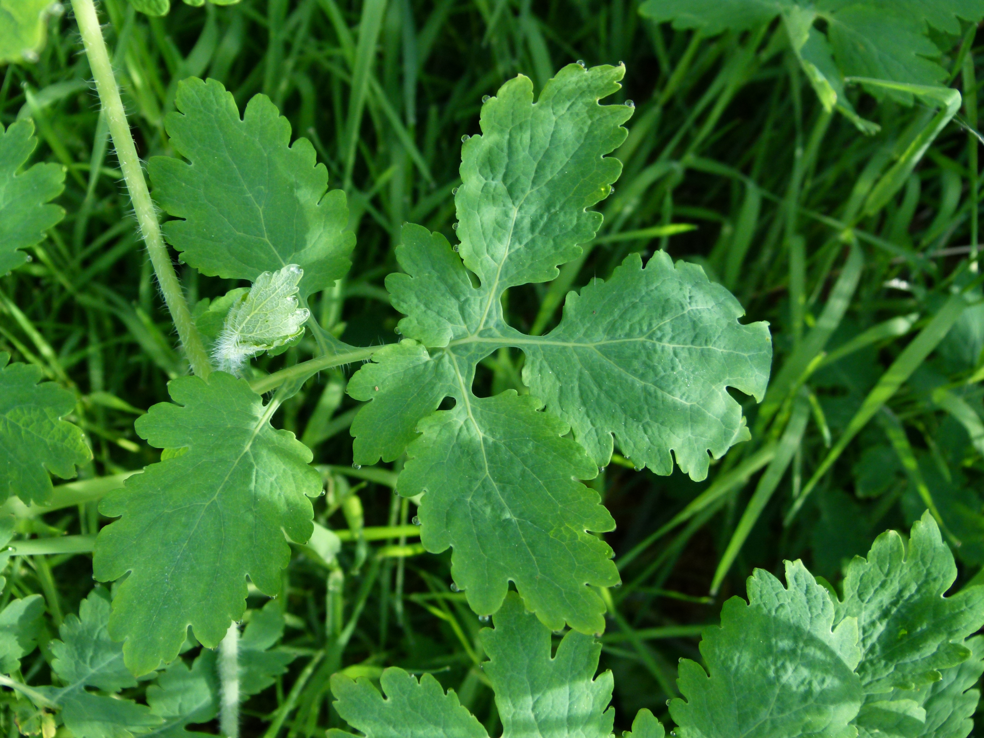 Chelidonium majus subsp. majus - Photo Bivouac Naturaliste