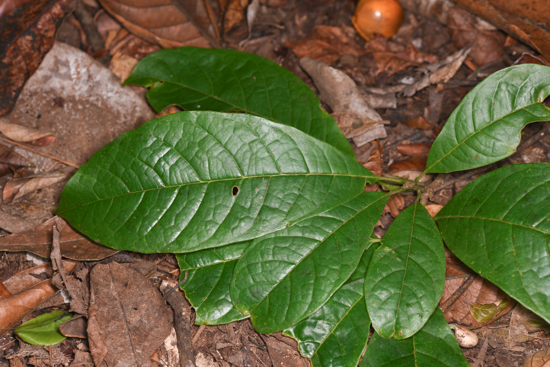 Meliosma herbertii Rolfe - Photo Bivouac Naturaliste