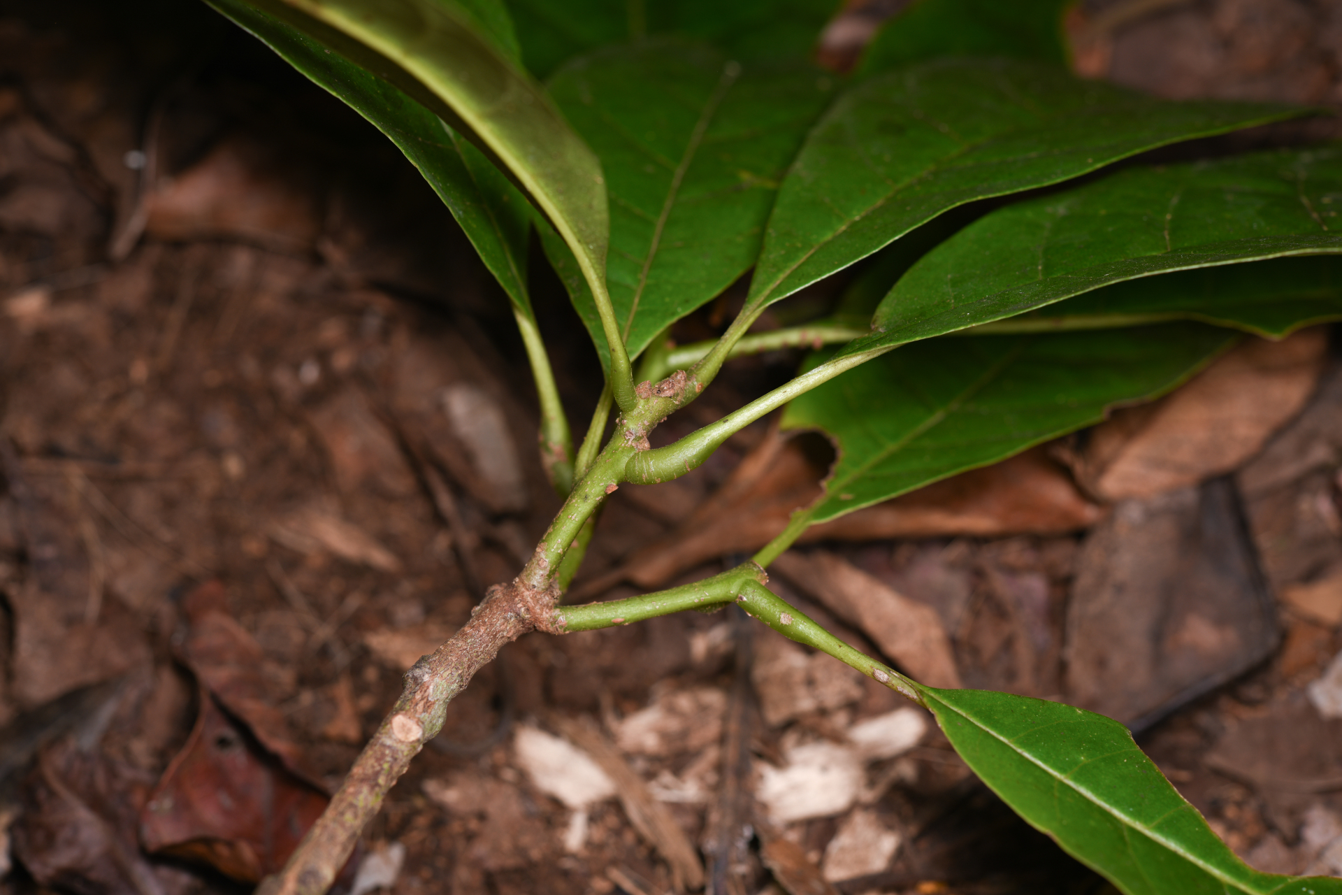 Meliosma herbertii Rolfe - Photo Bivouac Naturaliste
