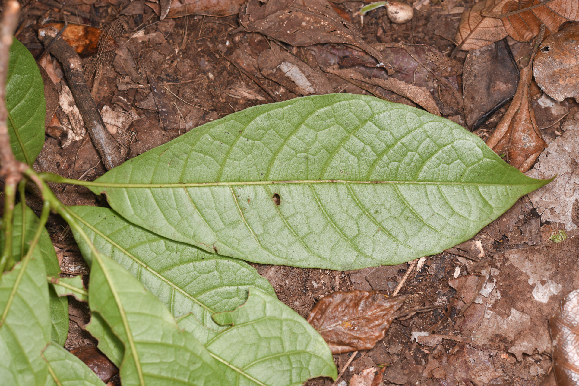 Meliosma herbertii Rolfe - Photo Bivouac Naturaliste