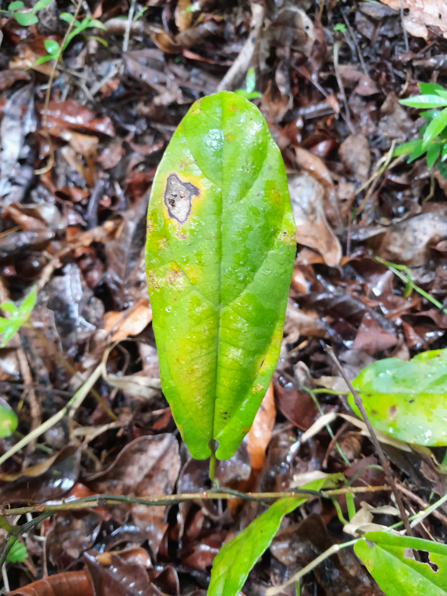Aristolochia paramaribensis Duch. - Photo Bivouac Naturaliste