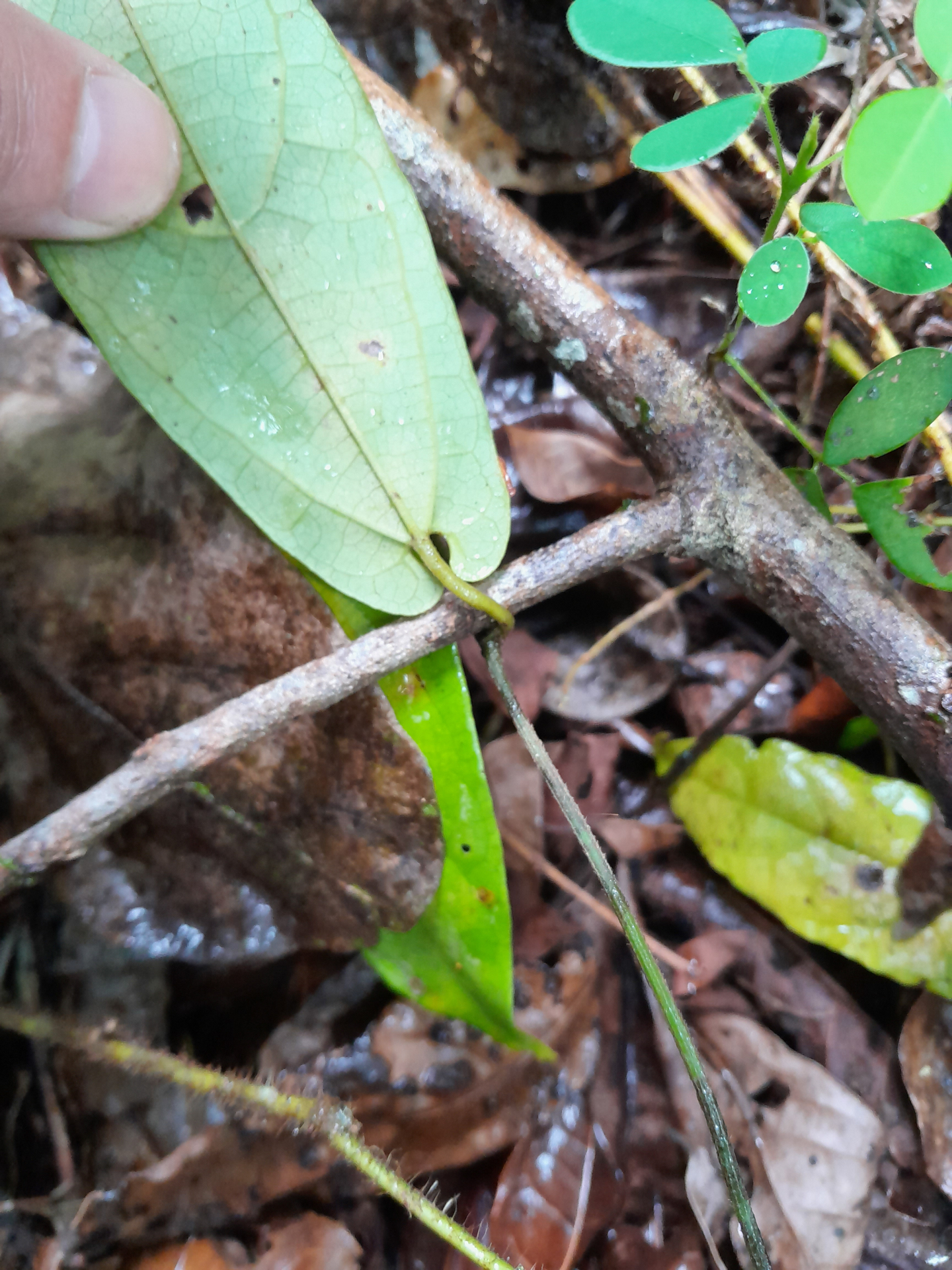 Aristolochia paramaribensis Duch. - Photo Bivouac Naturaliste