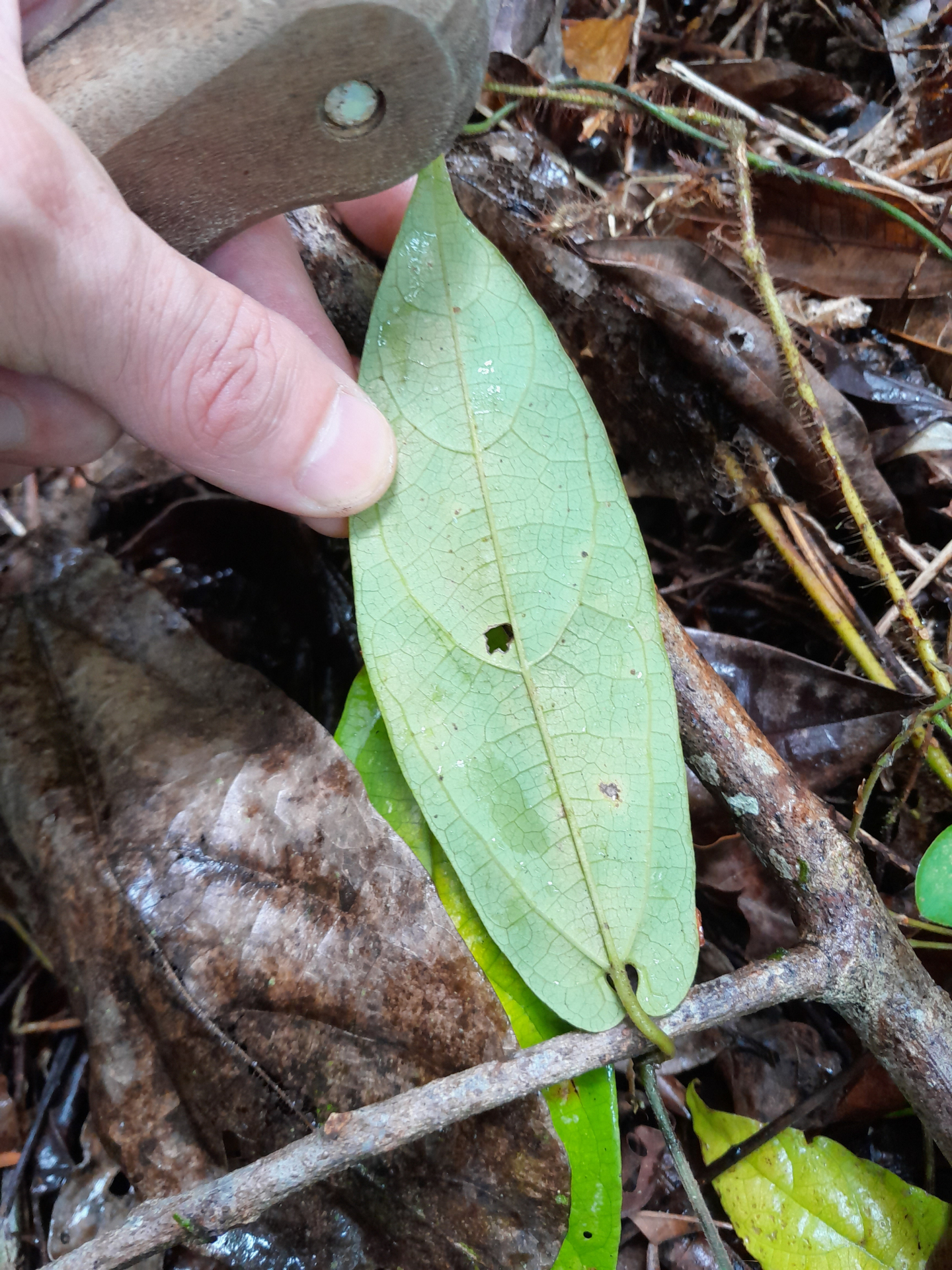 Aristolochia paramaribensis Duch. - Photo Bivouac Naturaliste