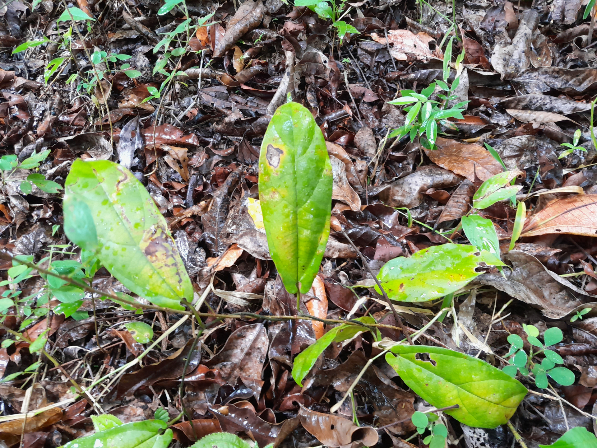 Aristolochia paramaribensis Duch. - Photo Bivouac Naturaliste