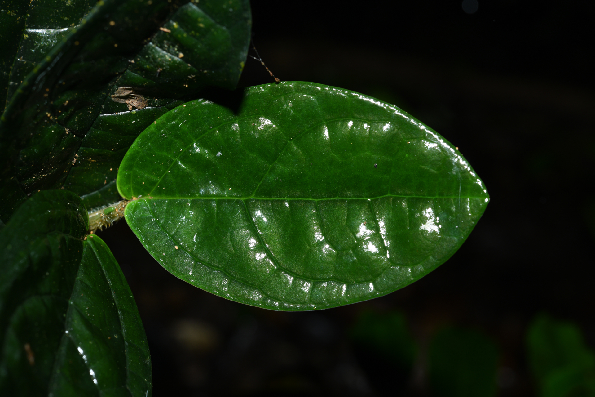 Piper humistratum Görts & Kramer - Photo Bivouac Naturaliste