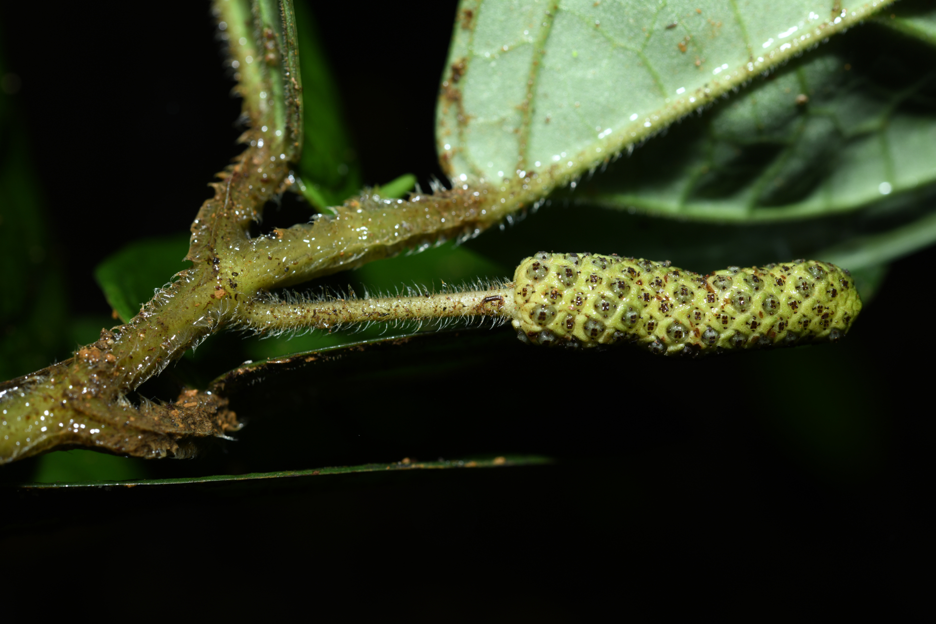 Piper humistratum Görts & Kramer - Photo Bivouac Naturaliste