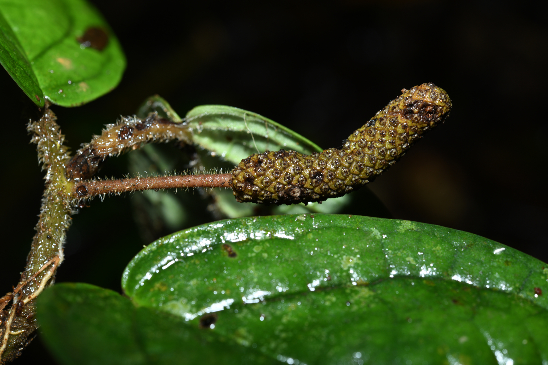 Piper humistratum Görts & Kramer - Photo Bivouac Naturaliste