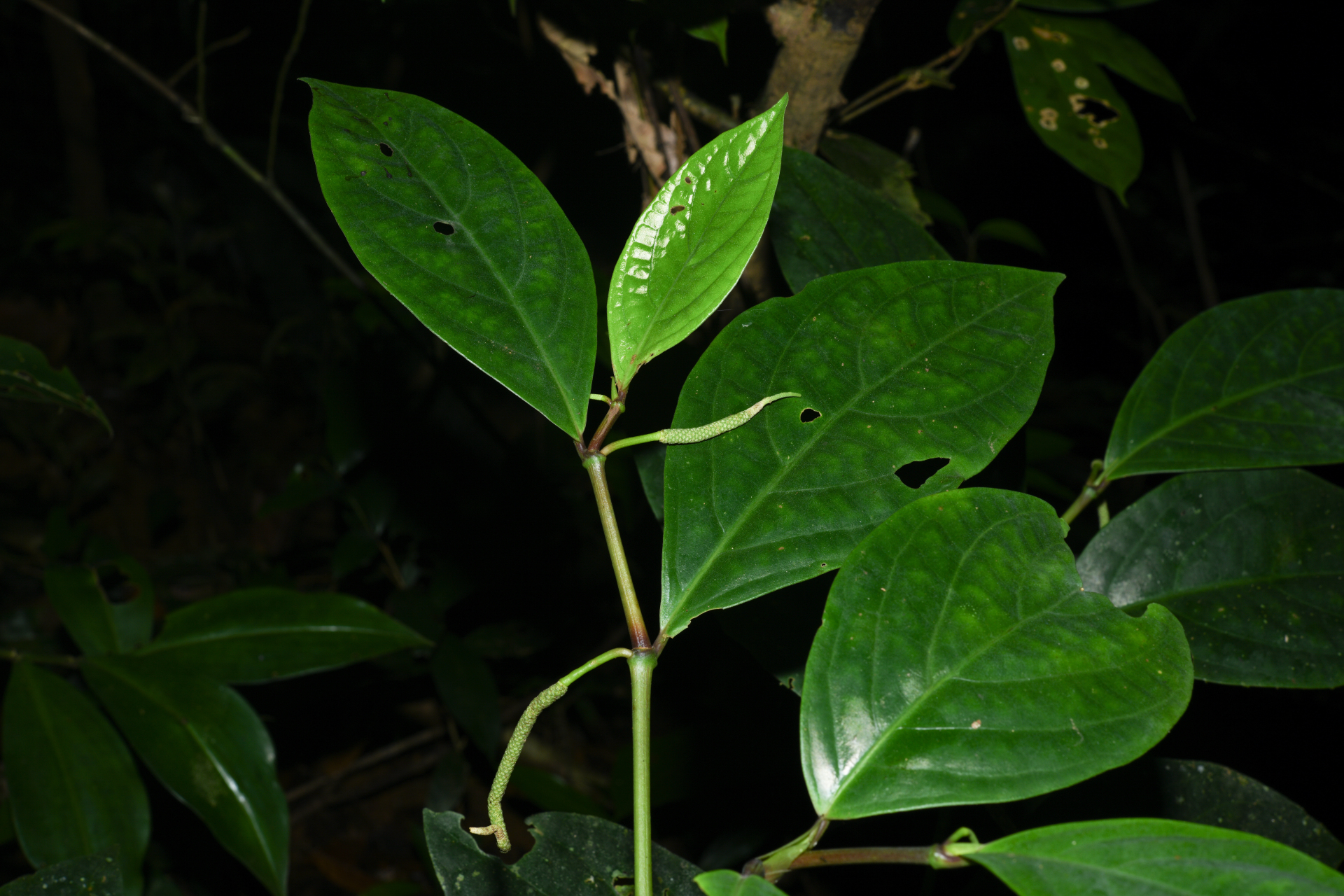 Piper insipiens Trel. & Yunck. - Photo Bivouac Naturaliste