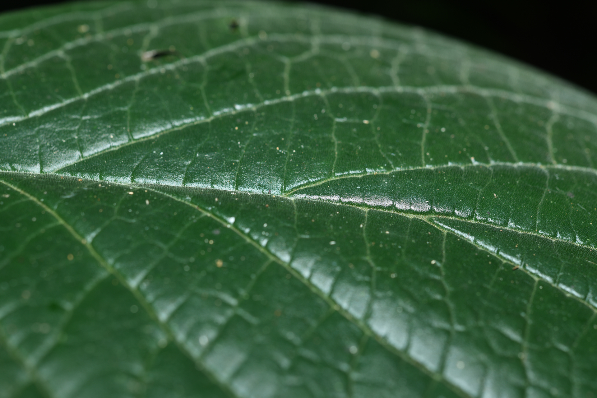 Piper remotinervium Görts - Photo Bivouac Naturaliste