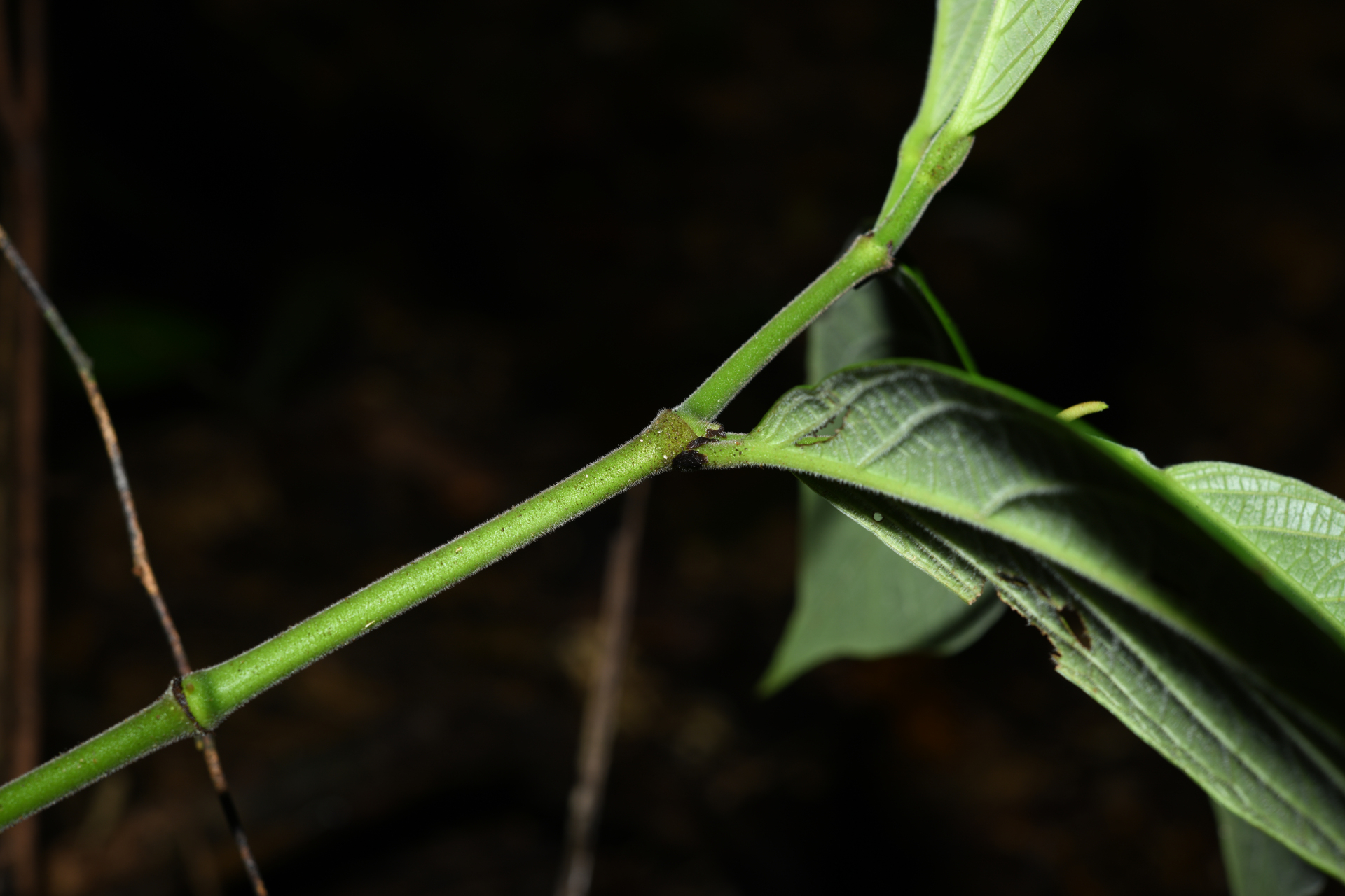 Piper trichoneuron (Miq.) C.DC. - Photo Bivouac Naturaliste