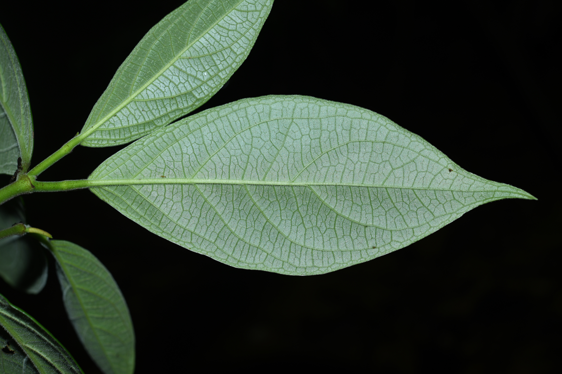 Piper trichoneuron (Miq.) C.DC. - Photo Bivouac Naturaliste
