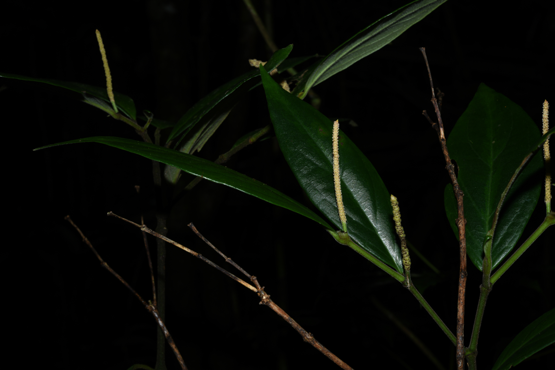 Piper trichoneuron (Miq.) C.DC. - Photo Bivouac Naturaliste