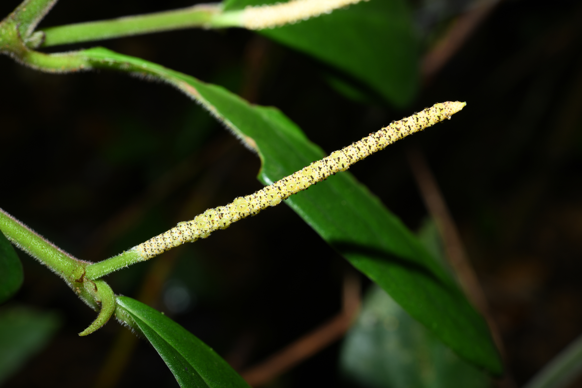 Piper trichoneuron (Miq.) C.DC. - Photo Bivouac Naturaliste