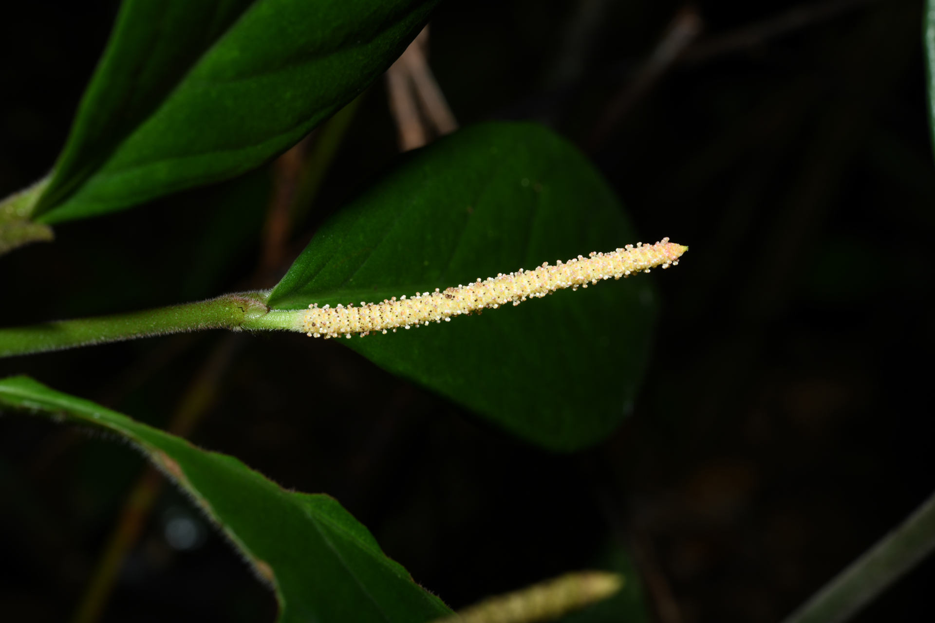 Piper trichoneuron (Miq.) C.DC. - Photo Bivouac Naturaliste