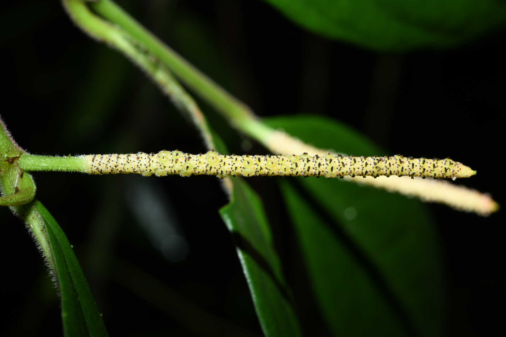 Piper trichoneuron (Miq.) C.DC. - Photo Bivouac Naturaliste