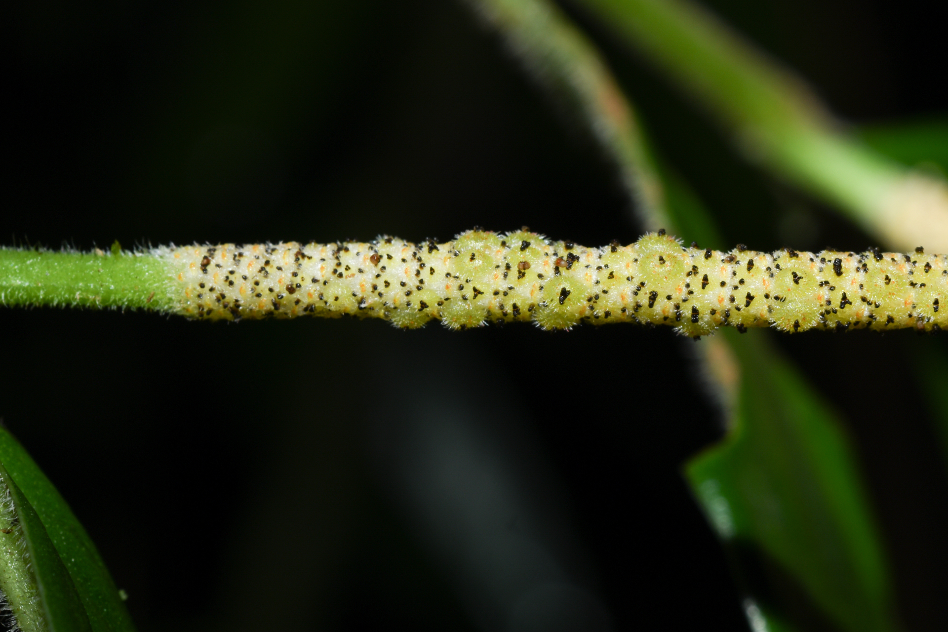 Piper trichoneuron (Miq.) C.DC. - Photo Bivouac Naturaliste