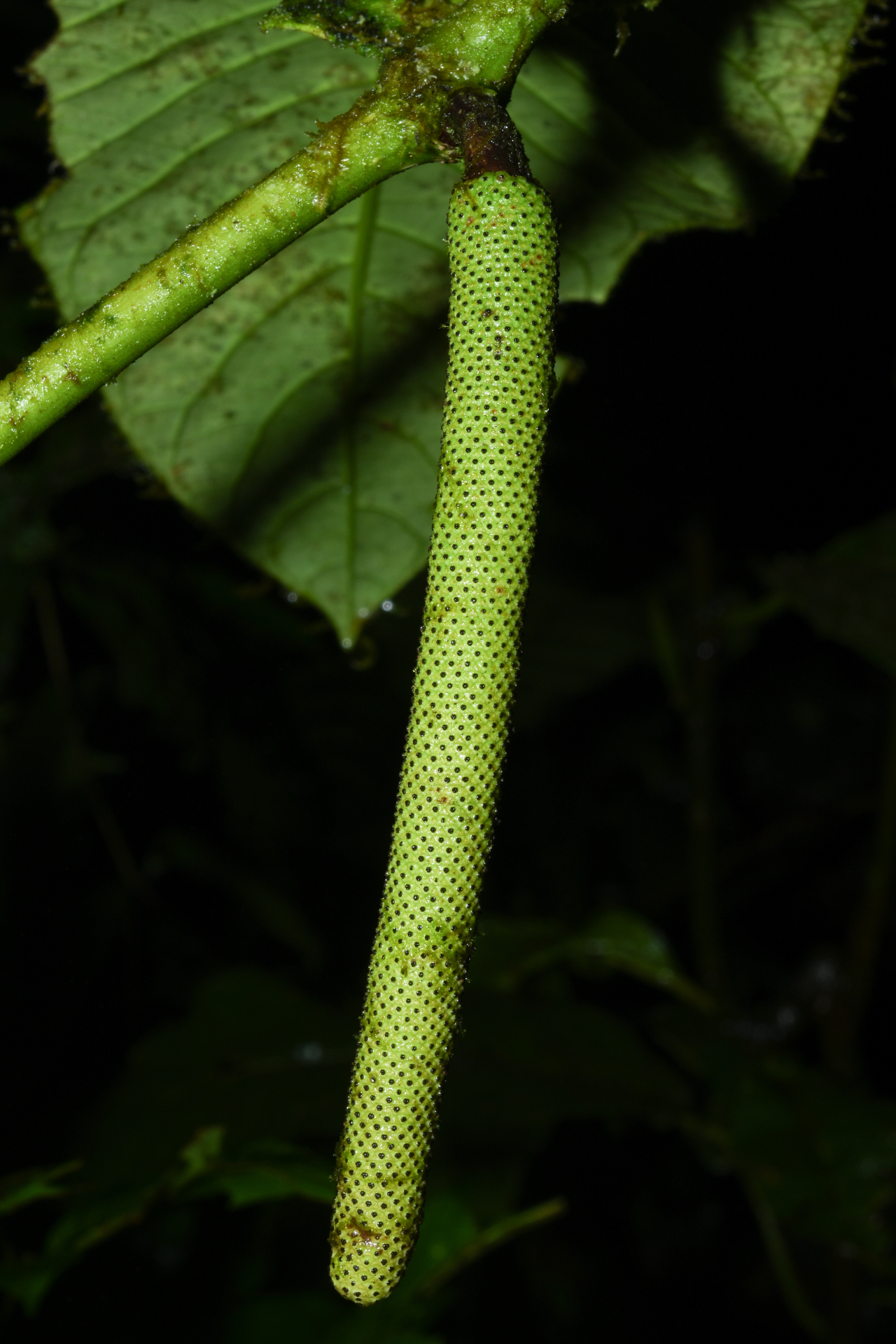 Piper augustum var. augustum - Photo Bivouac Naturaliste