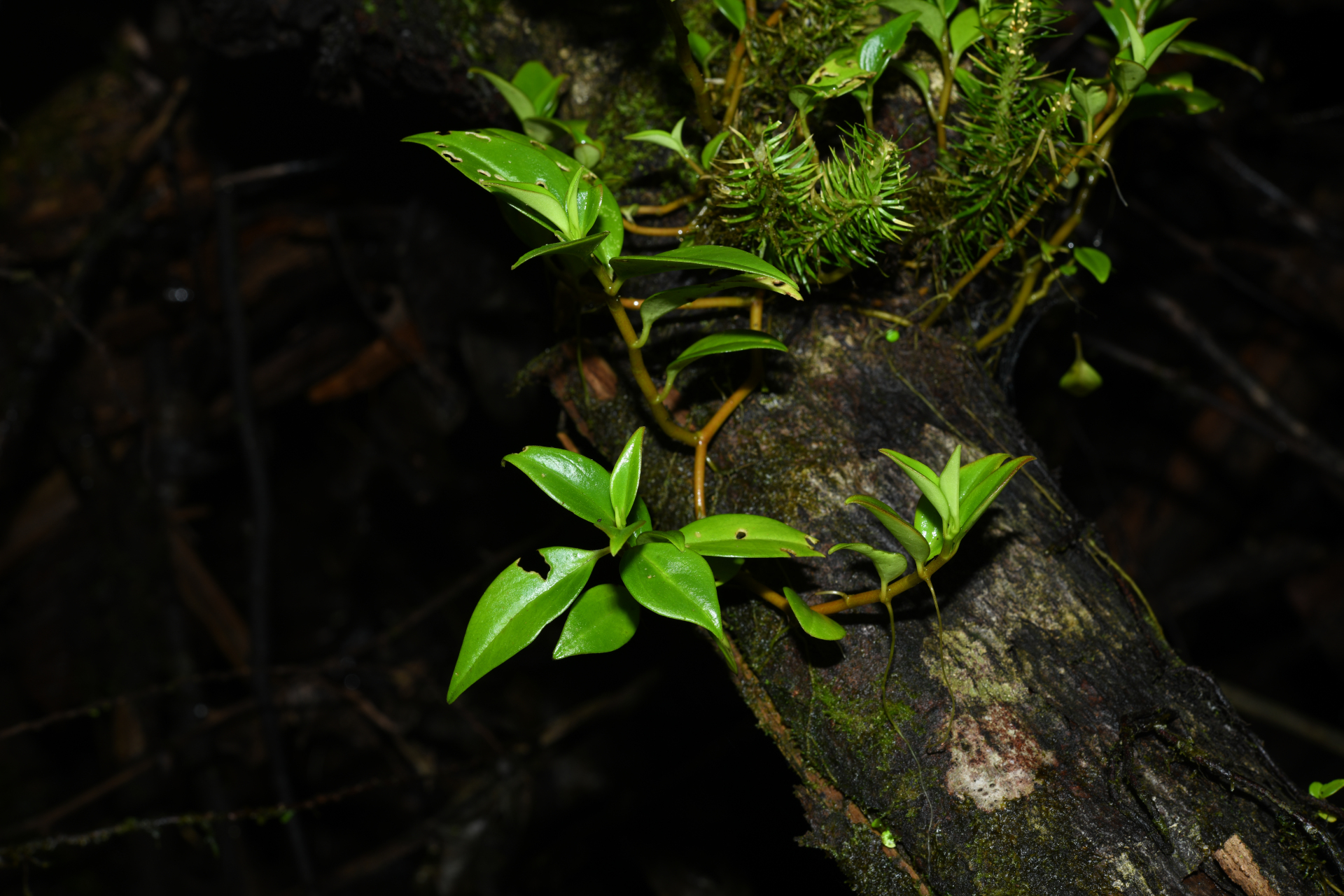 Peperomia glabella (Sw.) A.Dietr. - Photo Bivouac Naturaliste