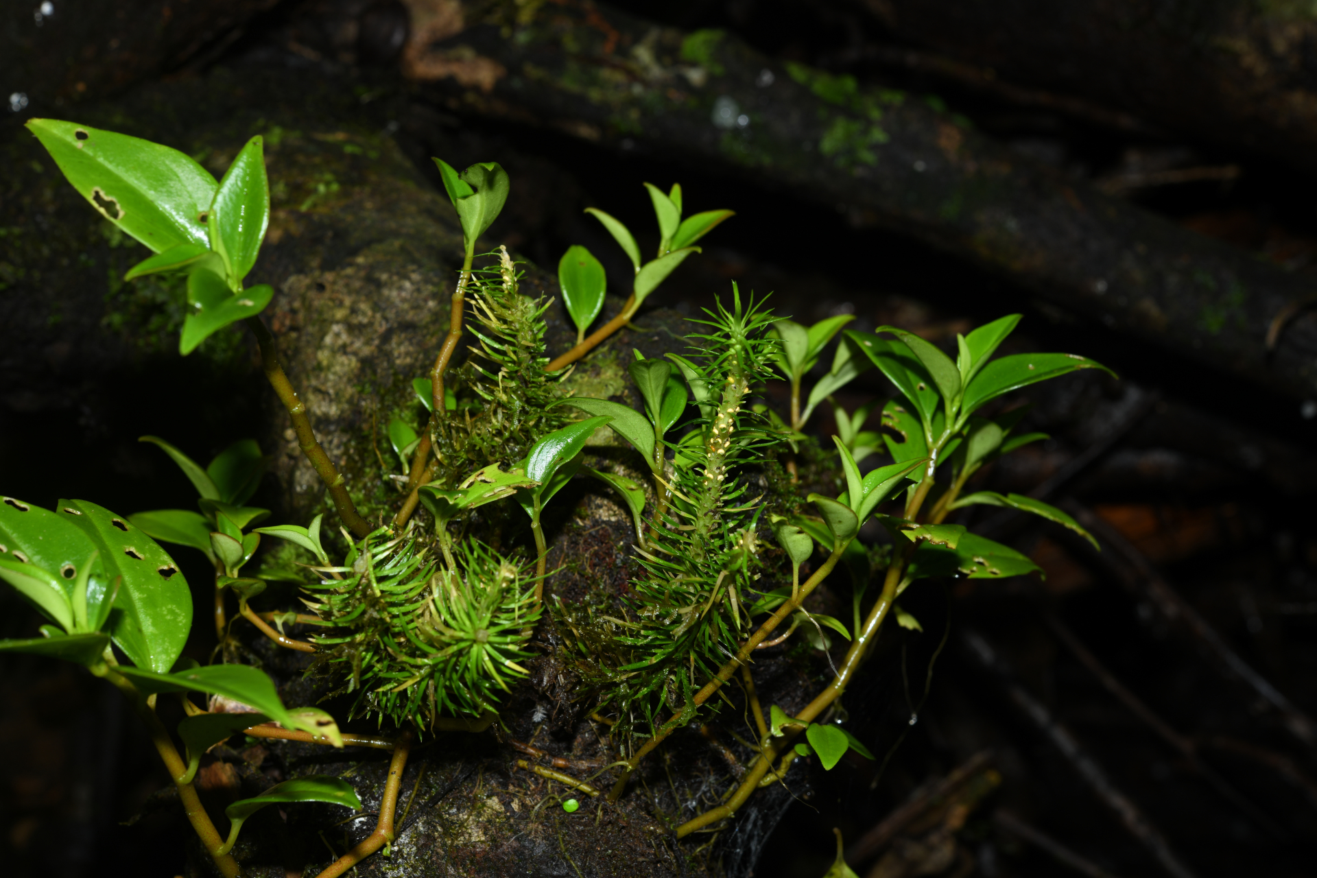 Peperomia glabella (Sw.) A.Dietr. - Photo Bivouac Naturaliste