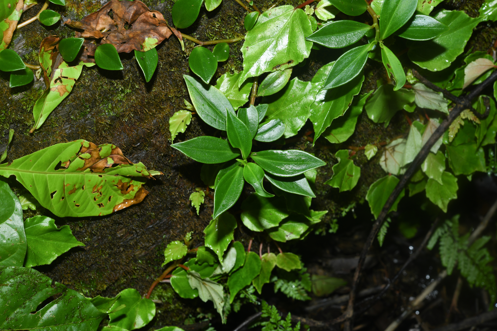 Peperomia glabella (Sw.) A.Dietr. - Photo Bivouac Naturaliste