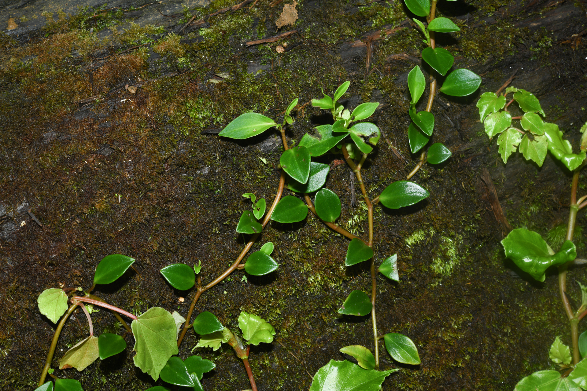 Peperomia glabella (Sw.) A.Dietr. - Photo Bivouac Naturaliste