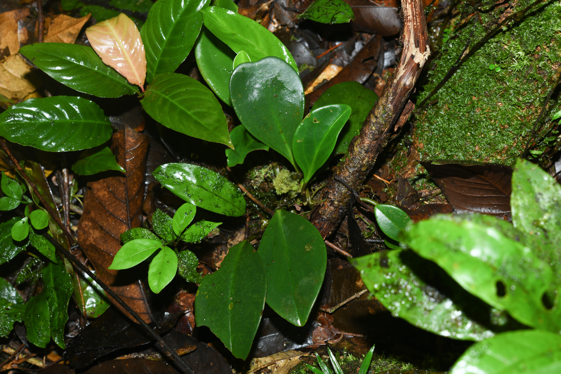 Peperomia obtusifolia Miq. - Photo Bivouac Naturaliste