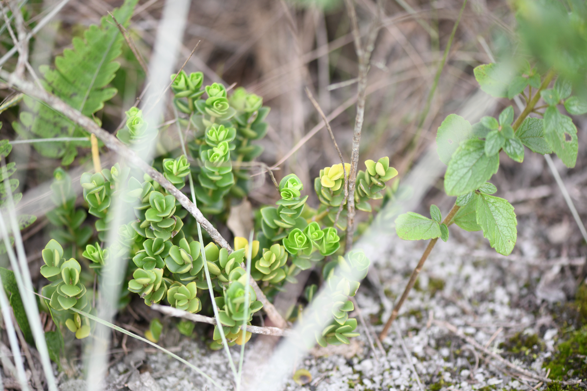 Peperomia oreophila Hensch. - Photo Bivouac Naturaliste